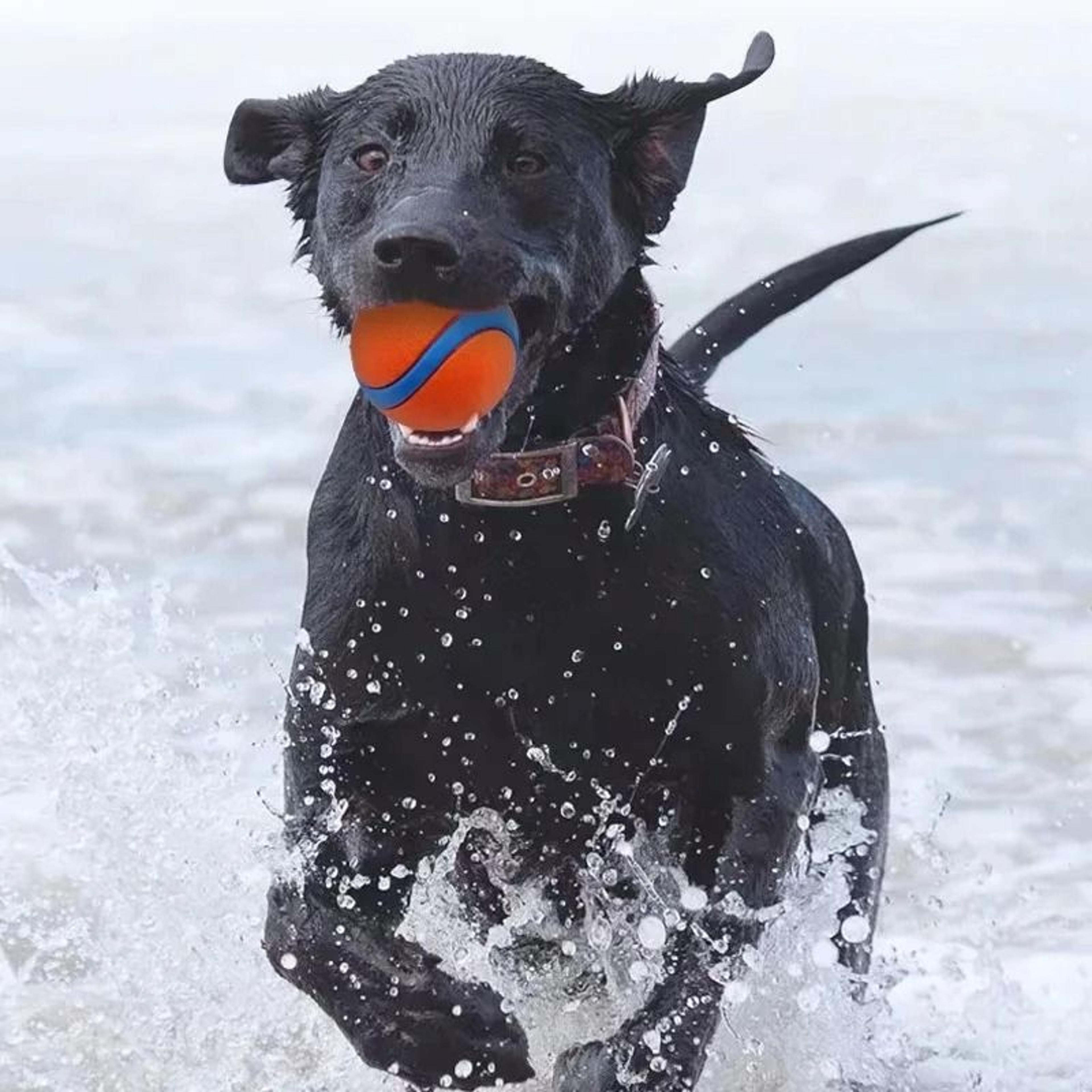 Tough Bounce Fetch Ball For Dogs  Puppies Interactive Chew Toy 4