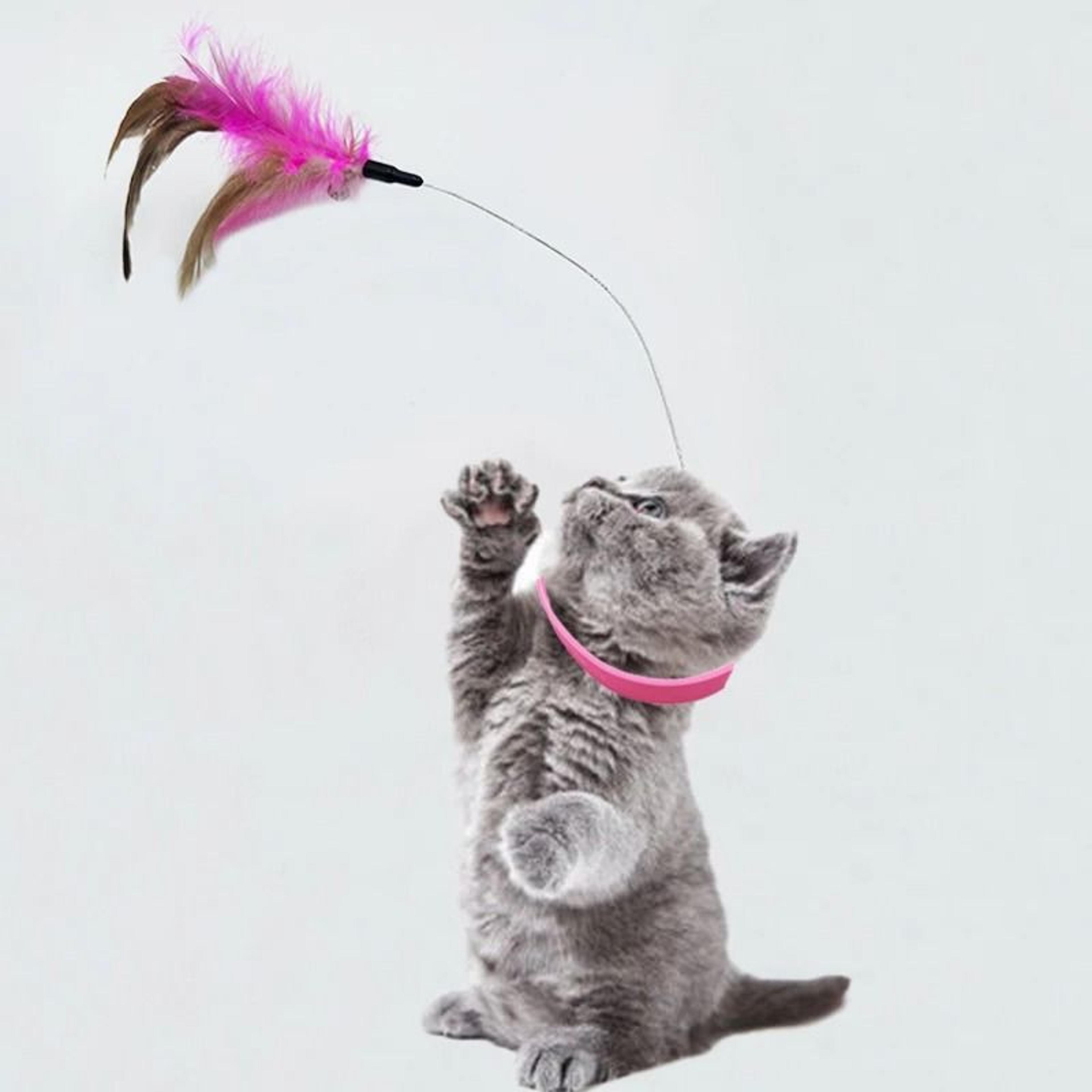 Interactive Feather Cat Collar Toy With Bell Self Entertainment Teaser For Indoor Cats 1