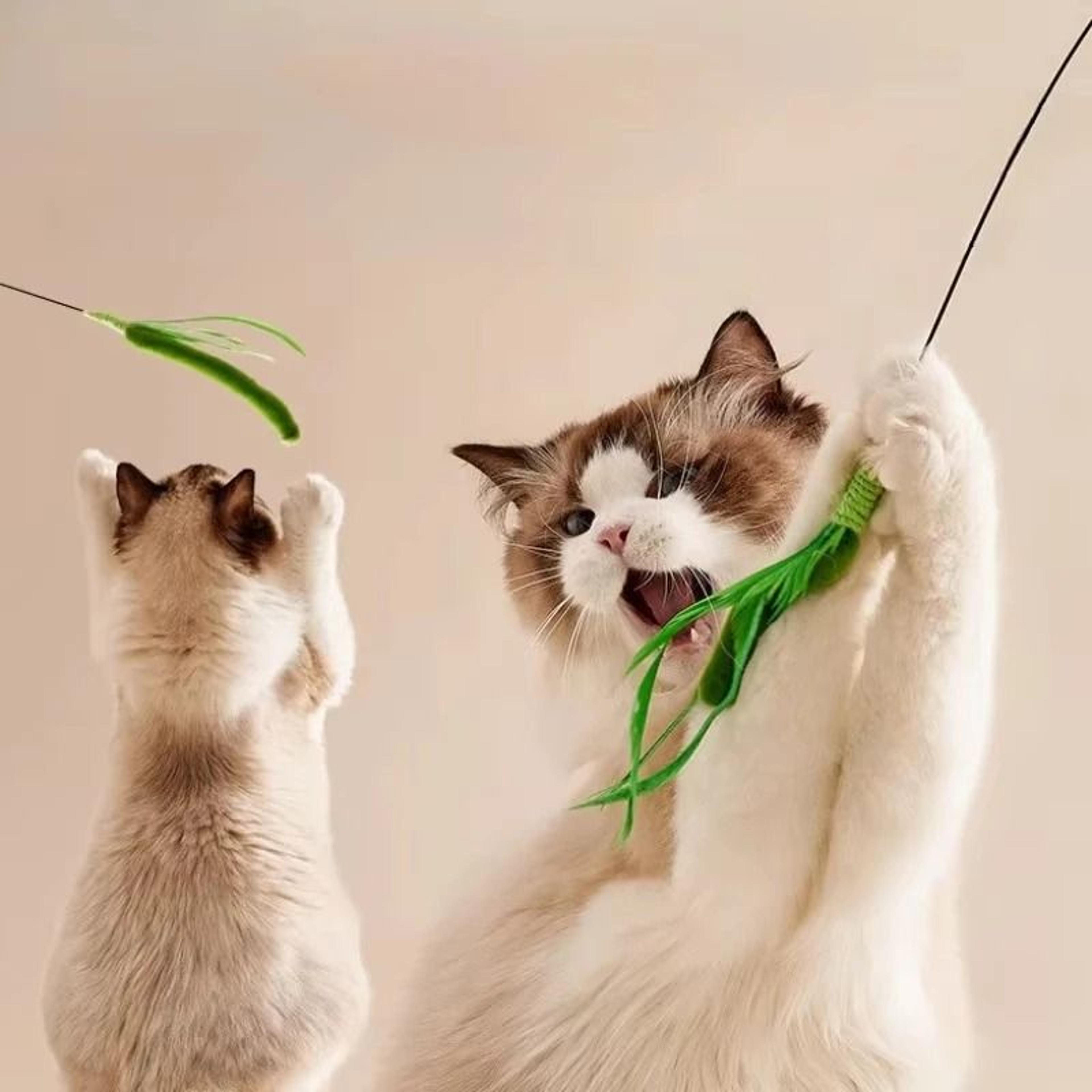 Long Pole Feather Cat Teaser Toy 4