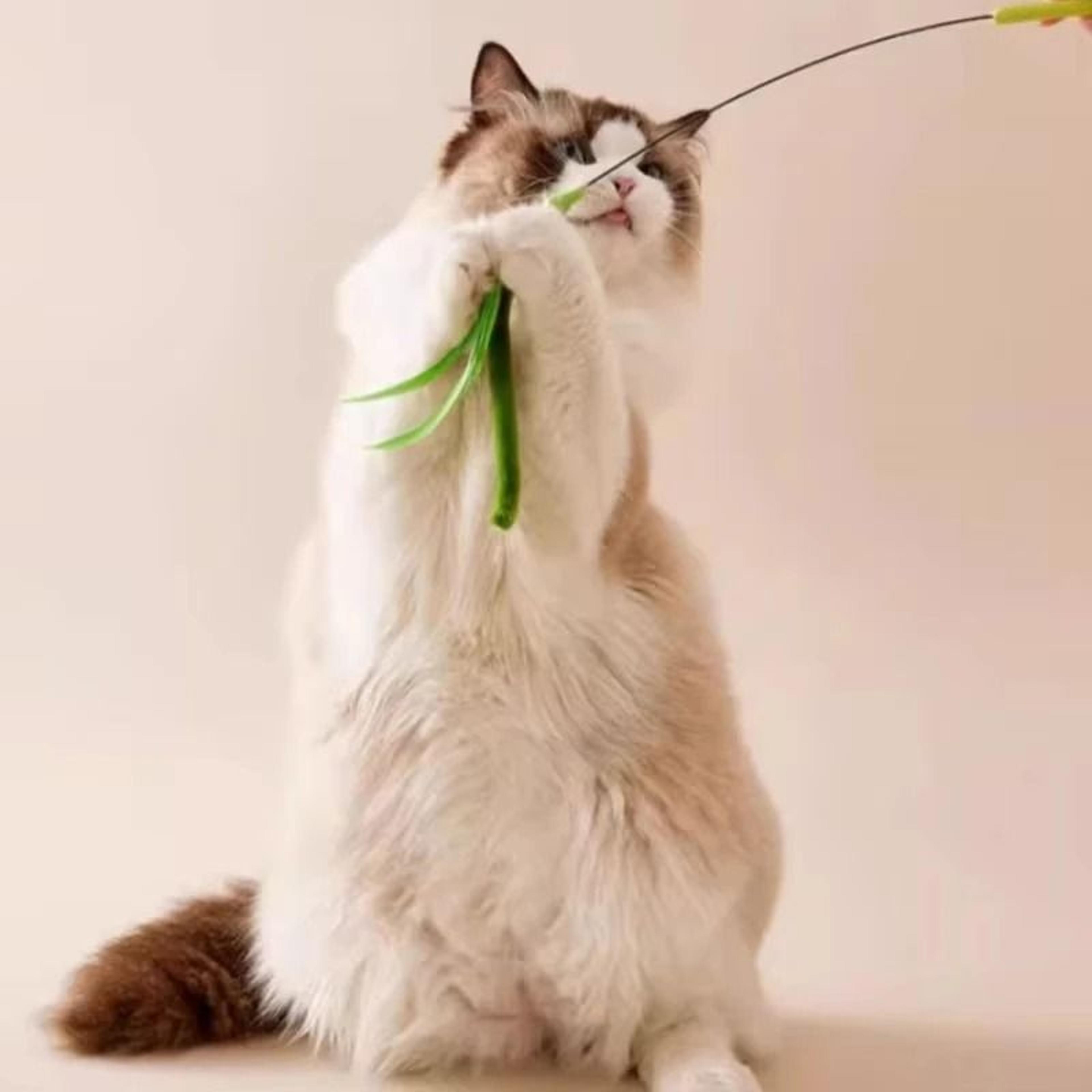 Long Pole Feather Cat Teaser Toy 5