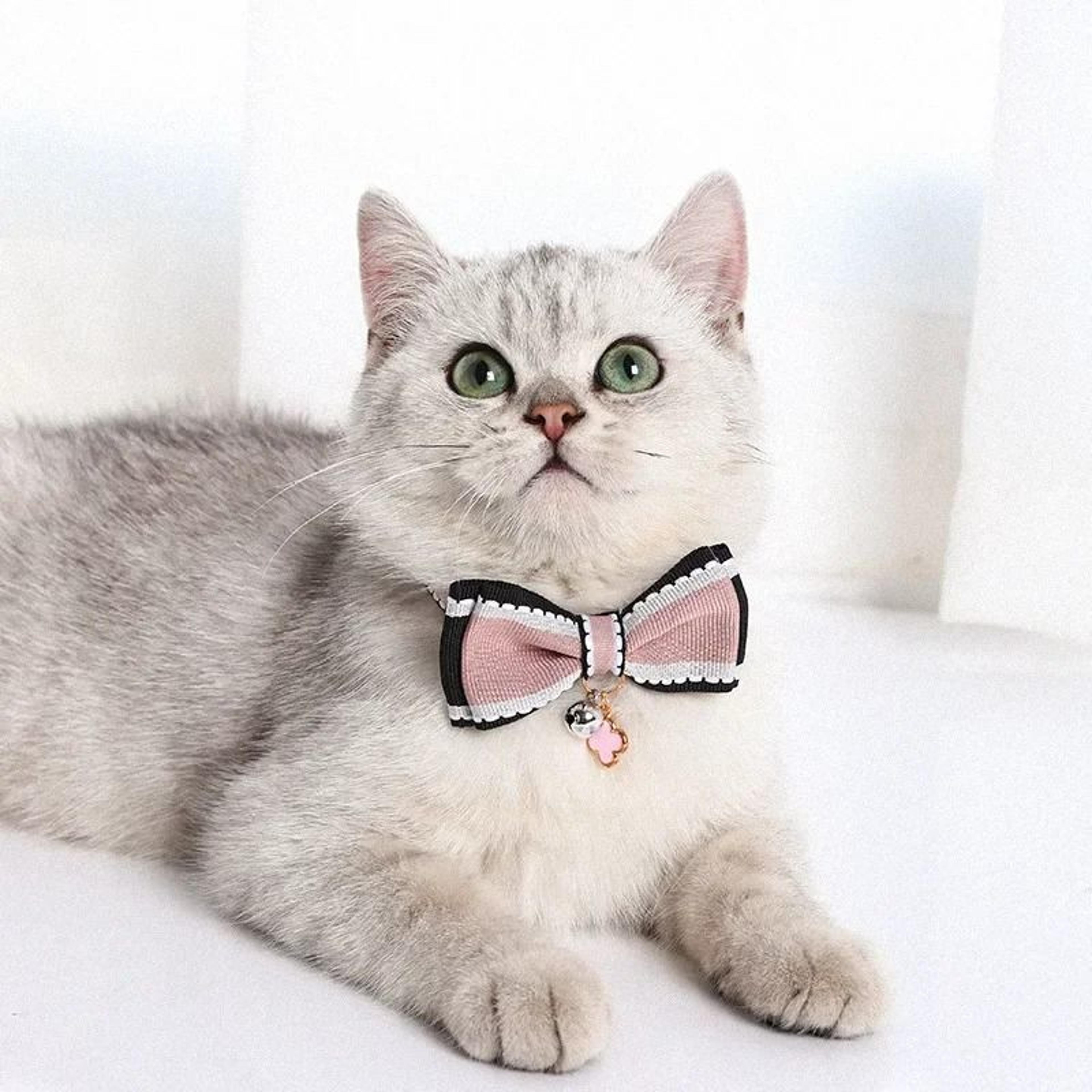Cute Bow Bell Pet Collar For Cats And Small Dogs 3