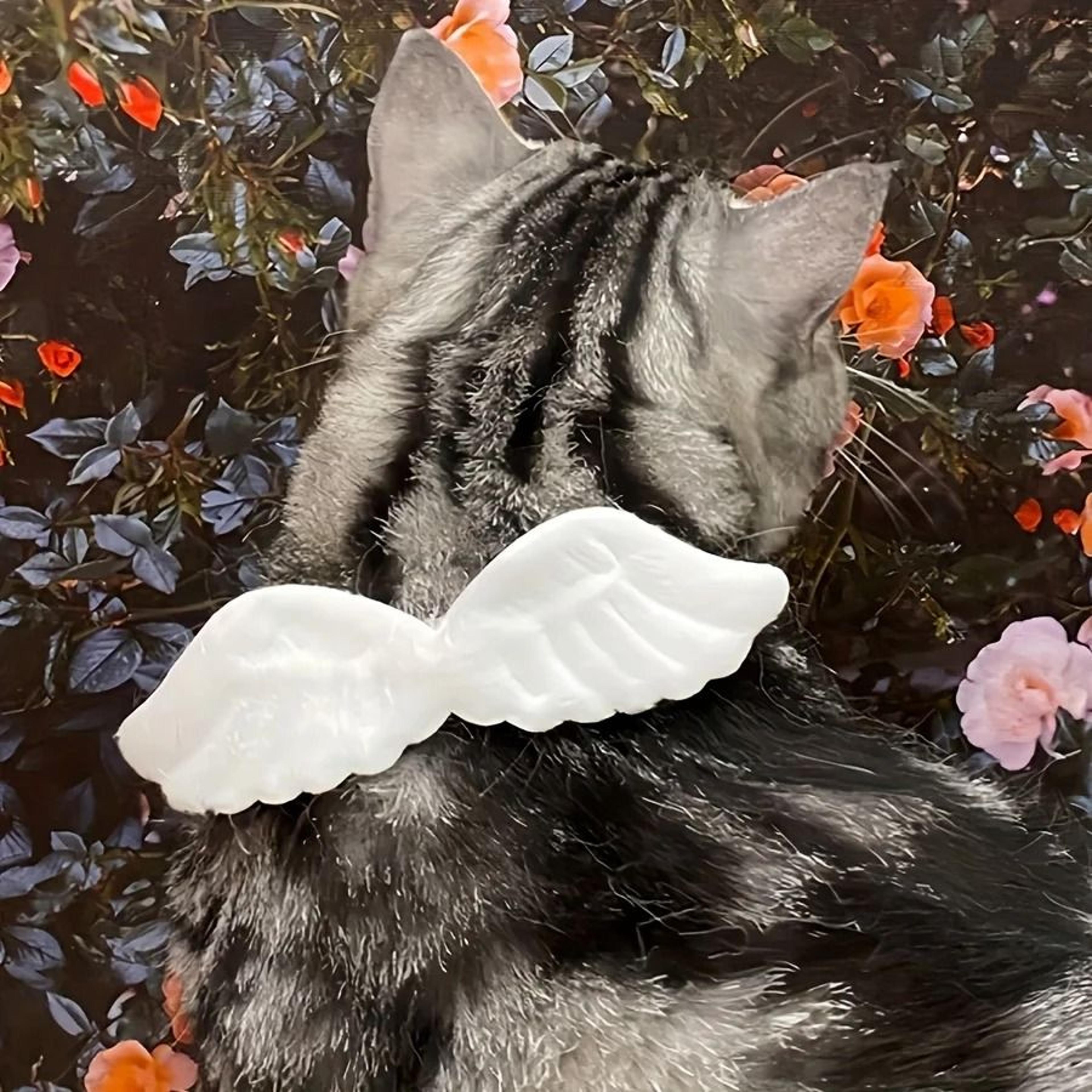 Holiday Angel Wing Pet Collar With Bow Tie Costume For Dogs  Cats 3