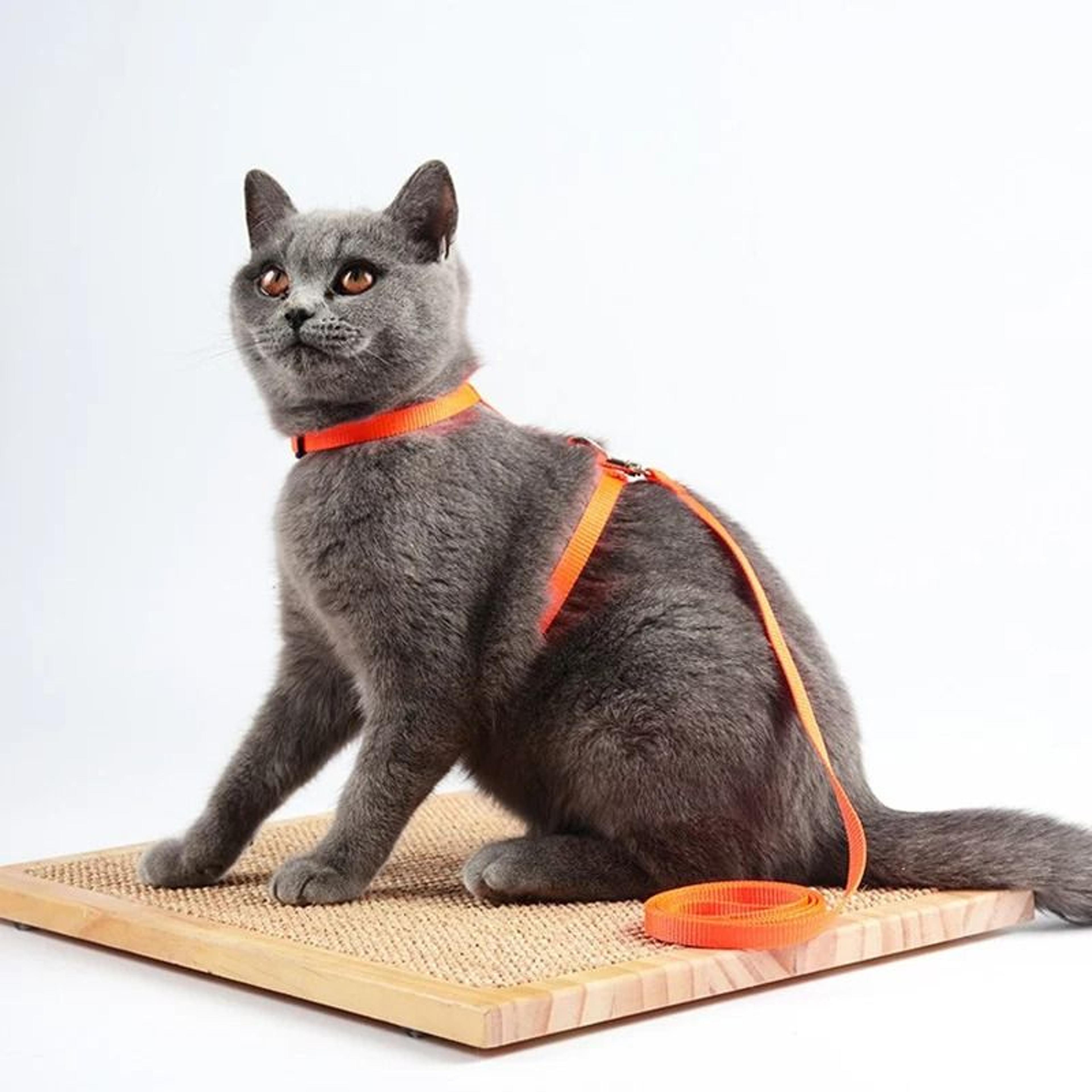 Comfort Fit Cat Harness And Leash Set For Safe Outdoor Adventures 3