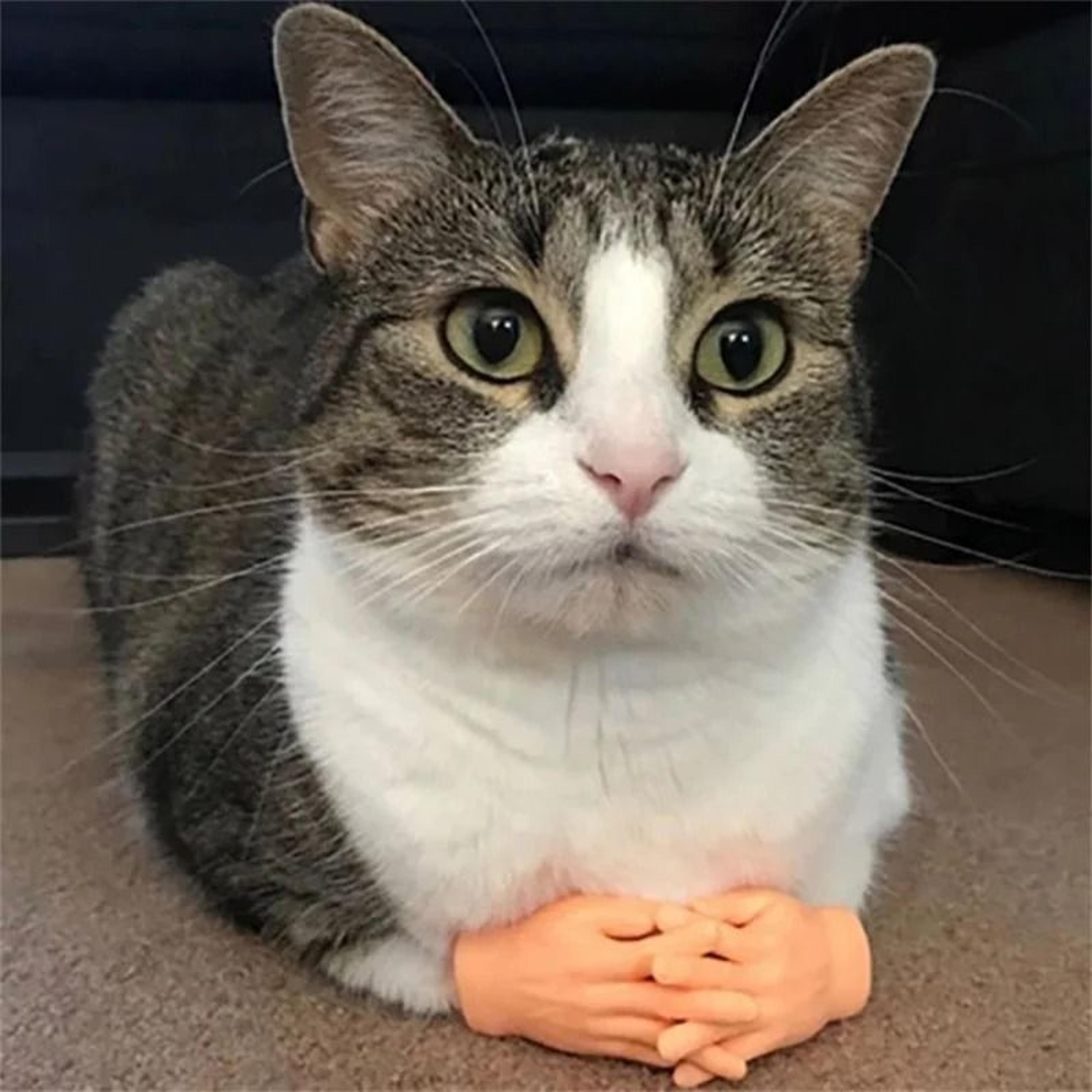 tinypaws mini hand cat massage & interactive toy set