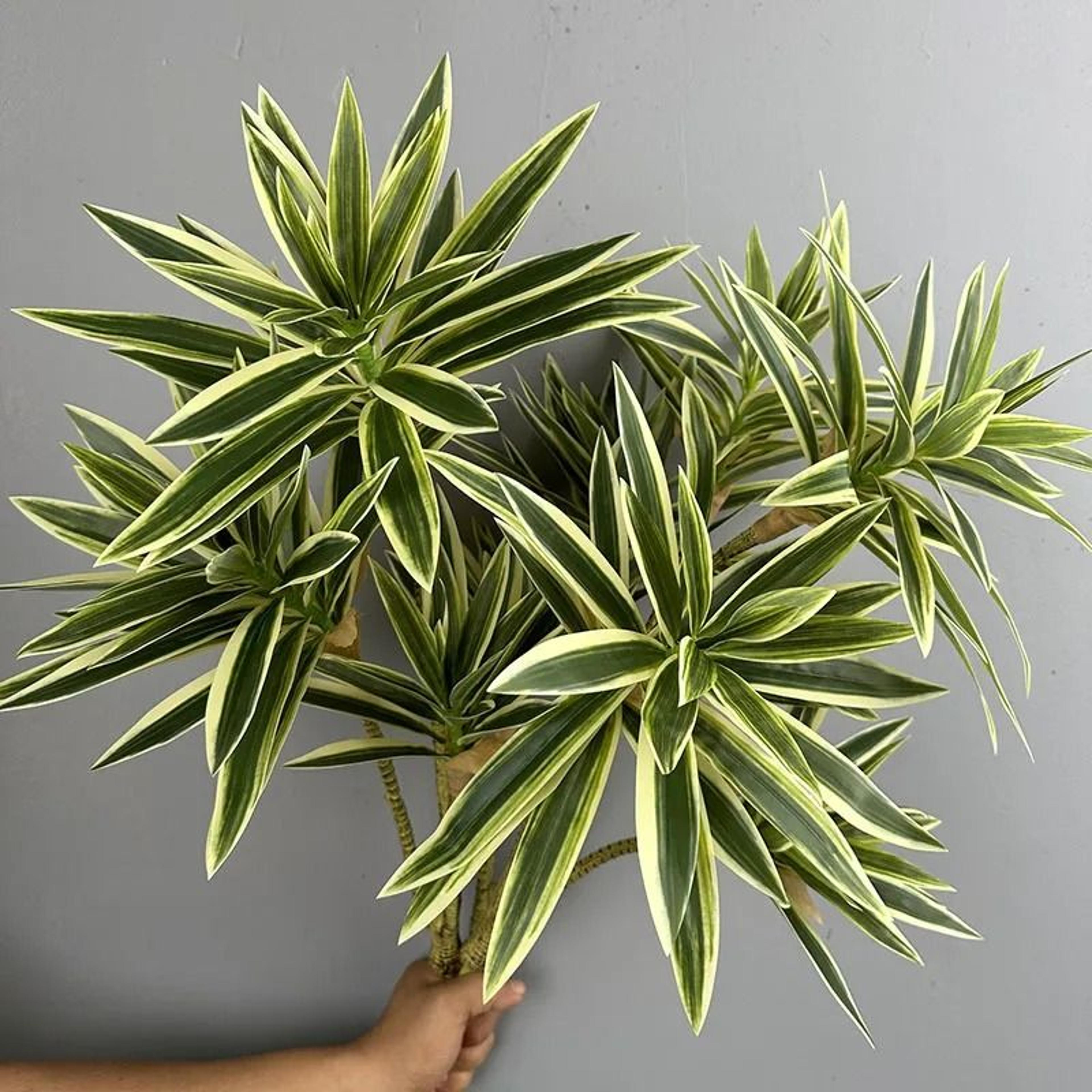 Artificial Brazil Wood Rich Bamboo Plastic Green Tropical Plant Home Garden Decoration 2