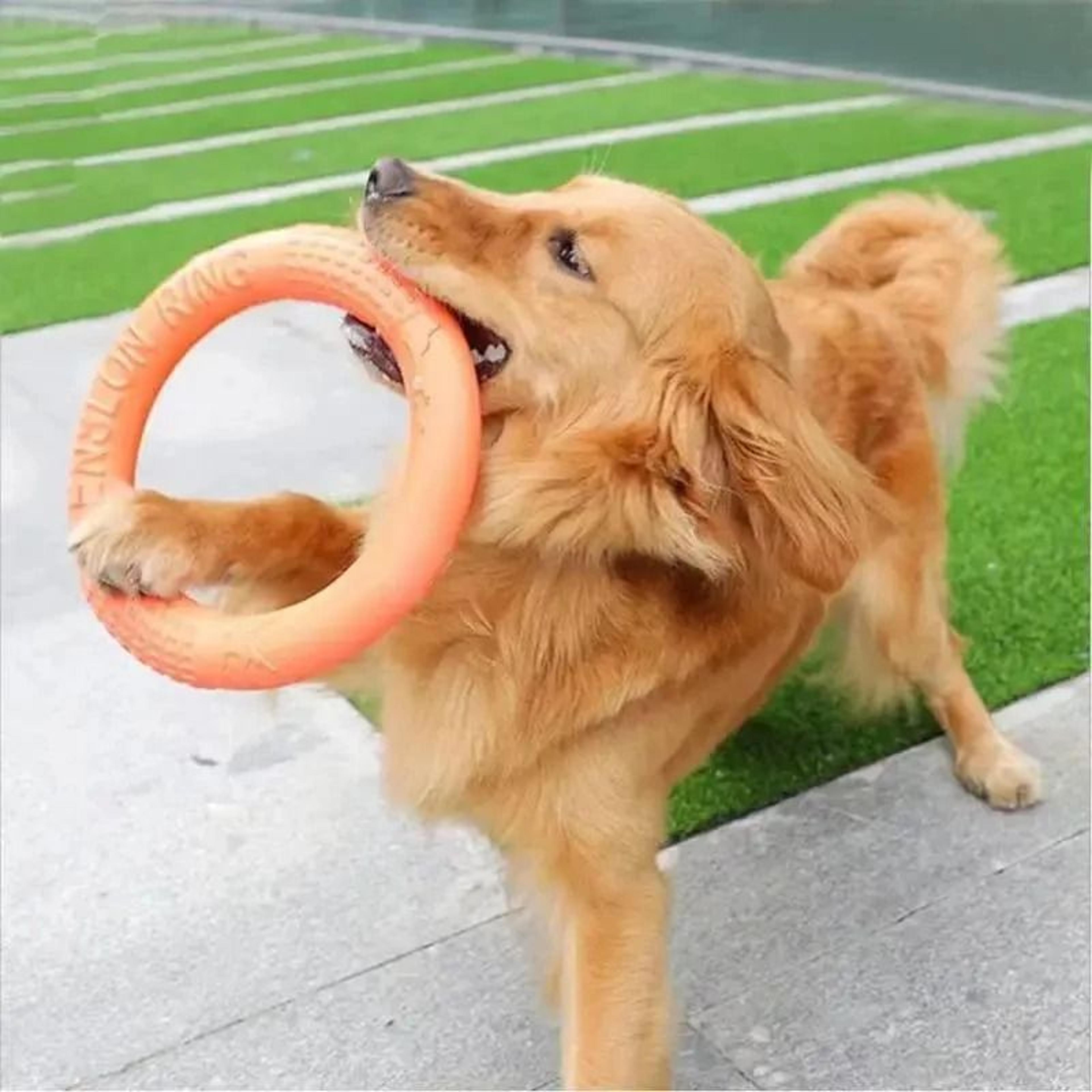 Floating Water Dog Toy Training Ring For Interactive Play And Chewing 4