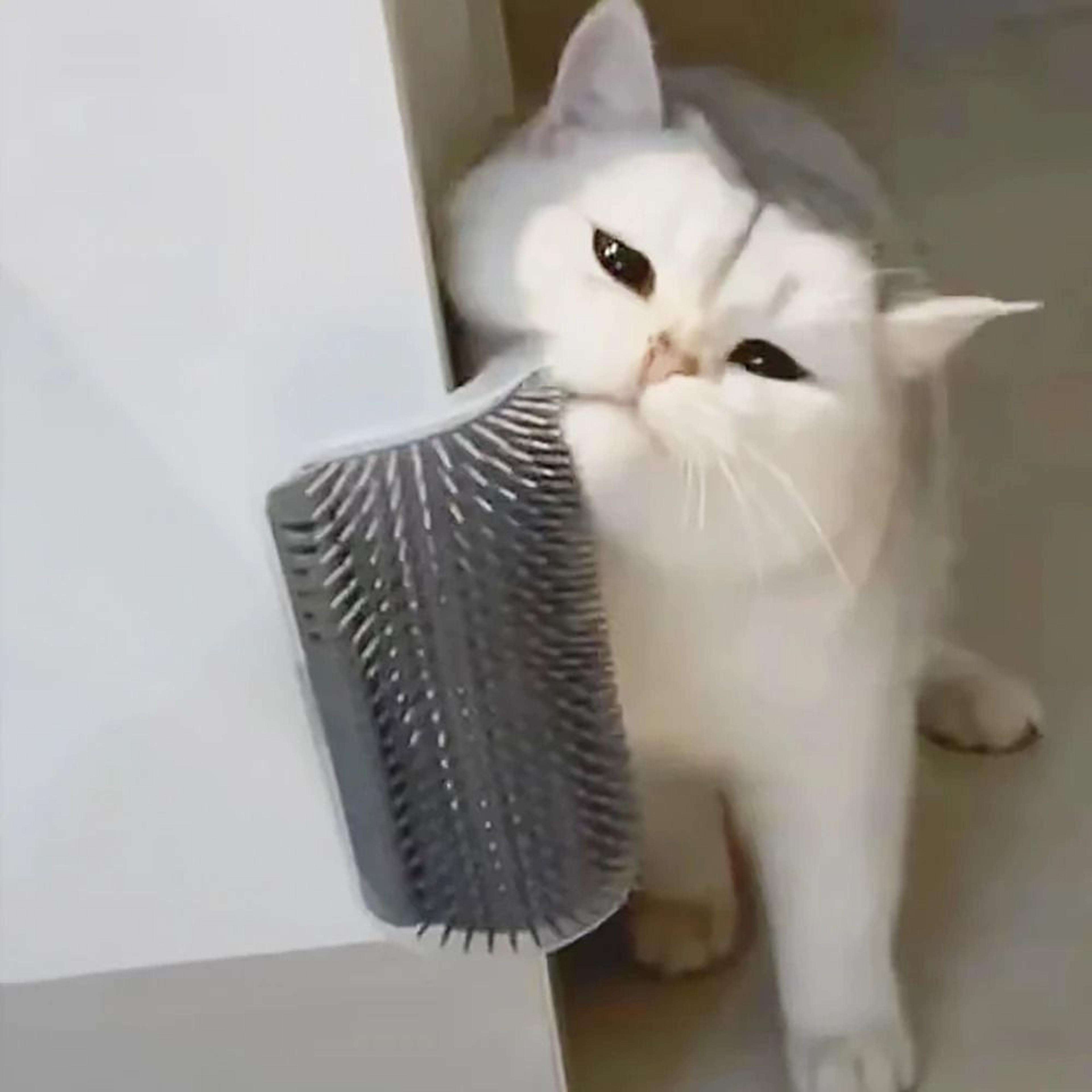 Massager For Cats PP Material Pet Brush For Grooming And Hair Removal 1