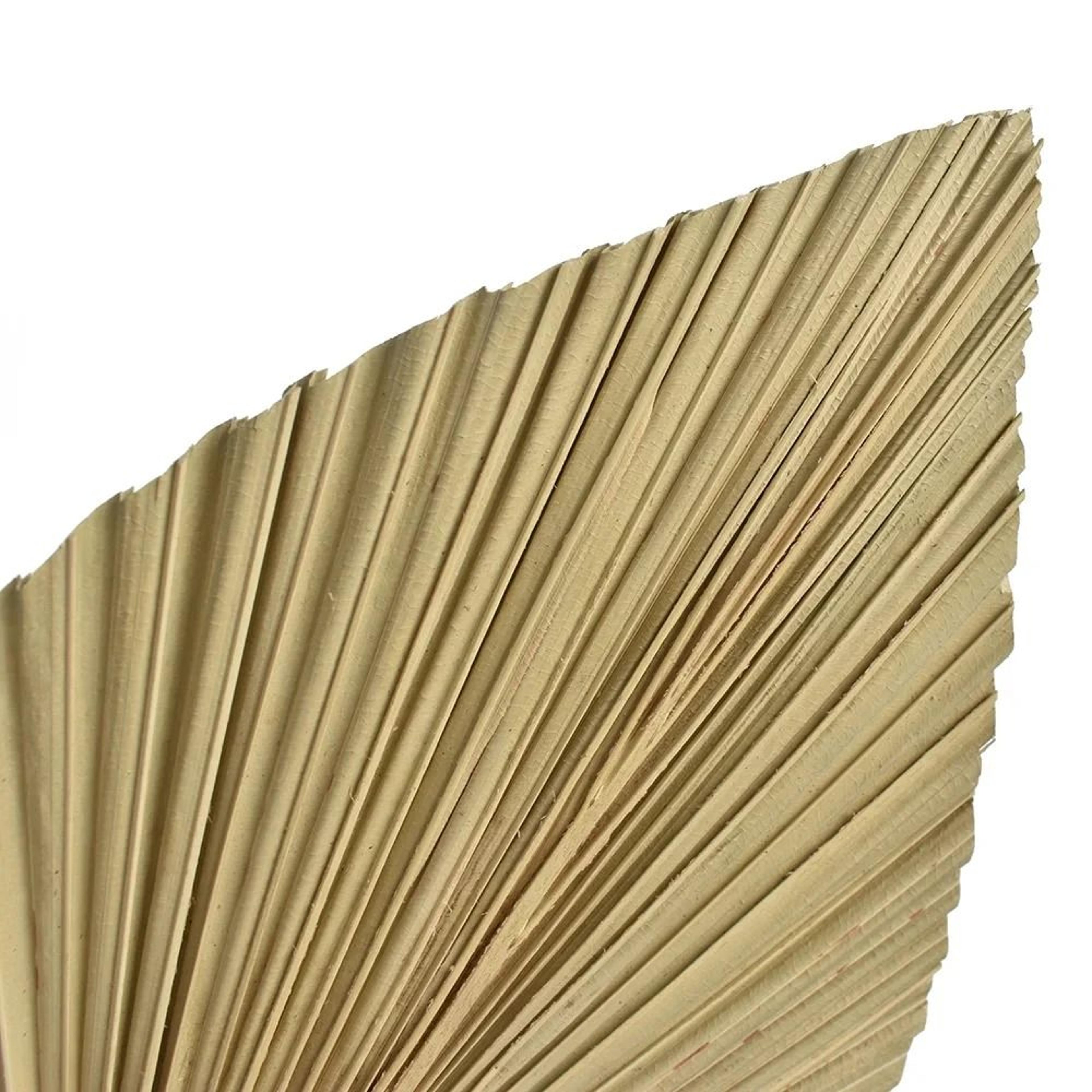 2 PCS Dried Palm Fan Leaf  Pampas Grass Set 5
