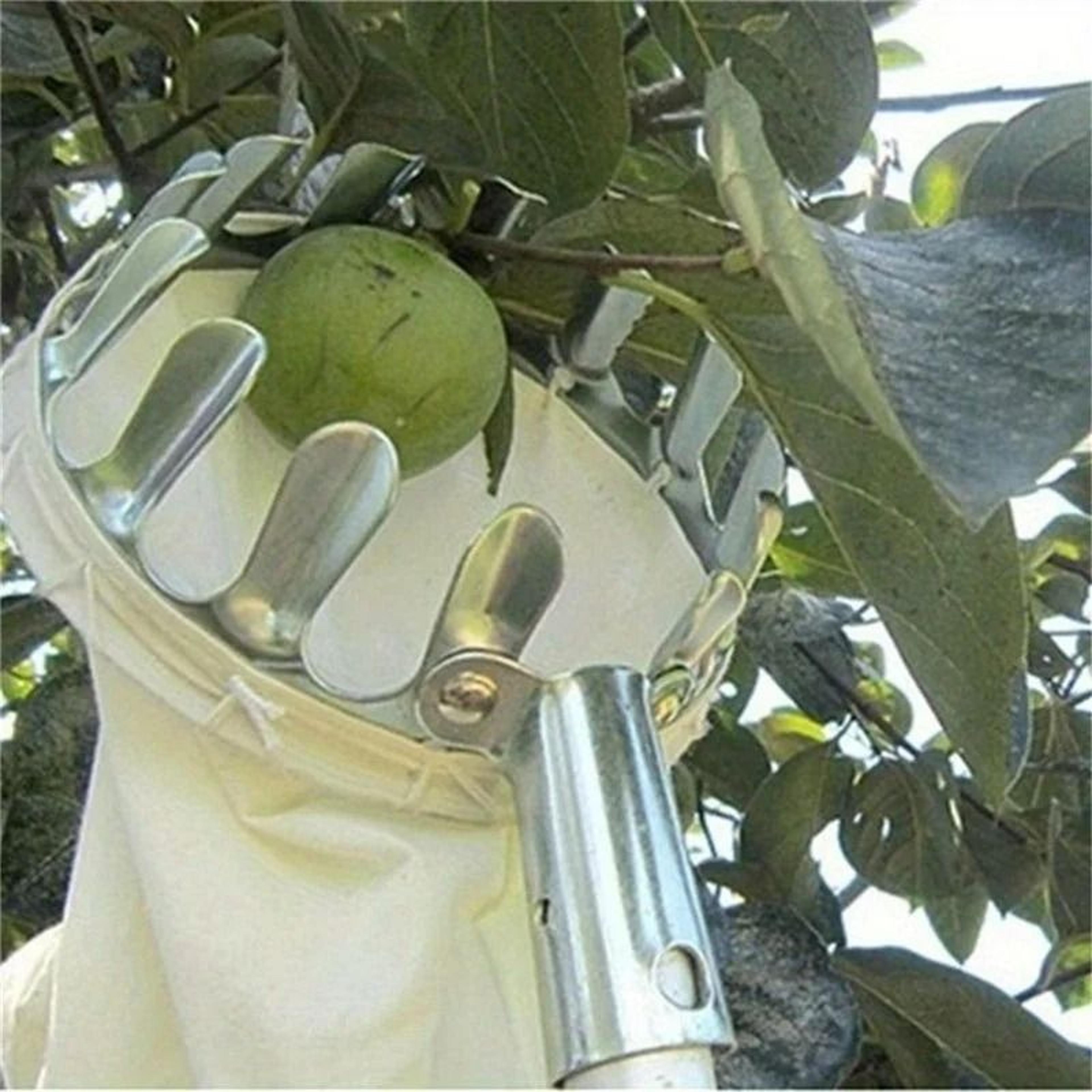 HighAltitude Fruit Picker Device For Horticultural Apple Pear And Peach Picking 2