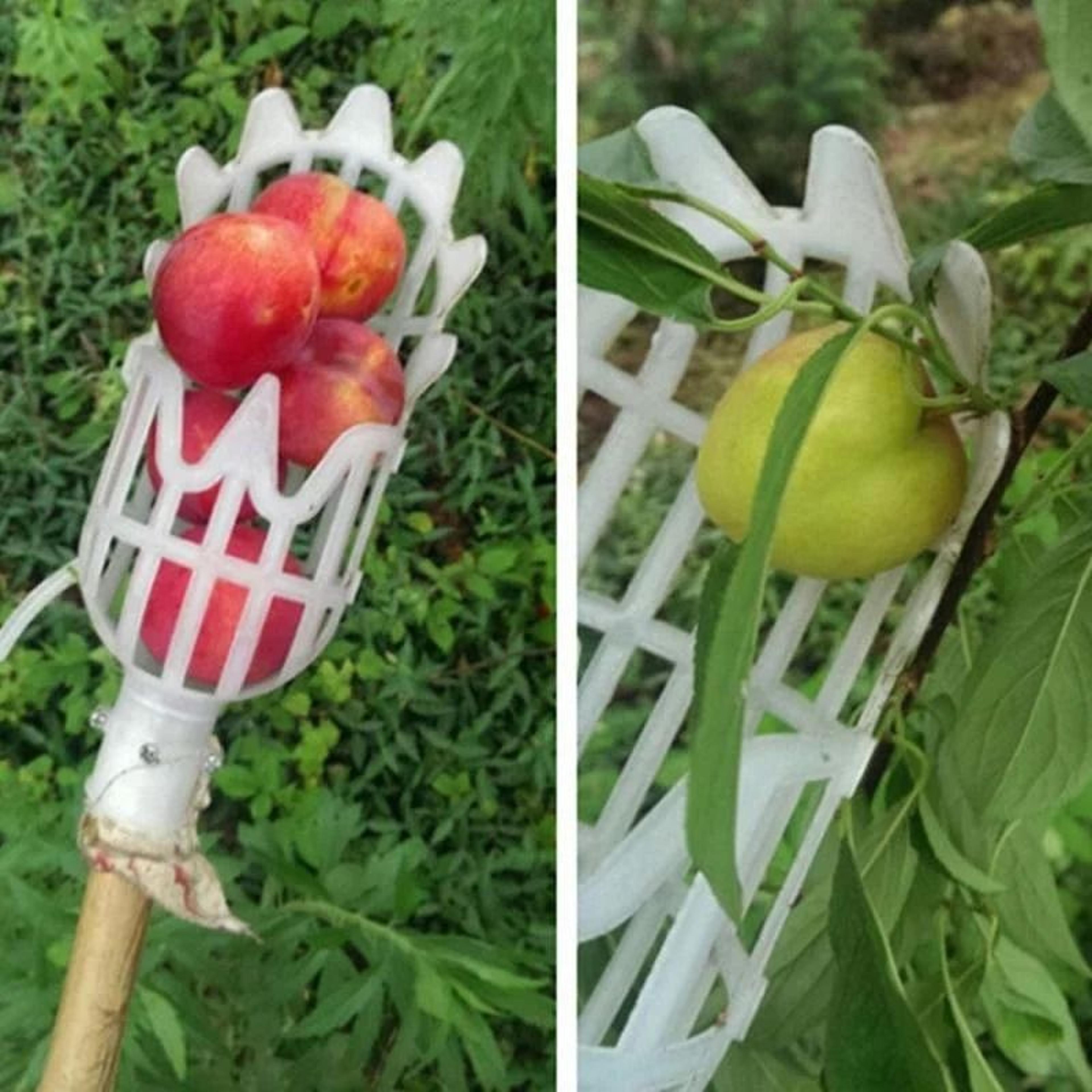MultiColor Plastic Fruit Picker  Lightweight Catcher Tool For Bayberry And Jujube 6