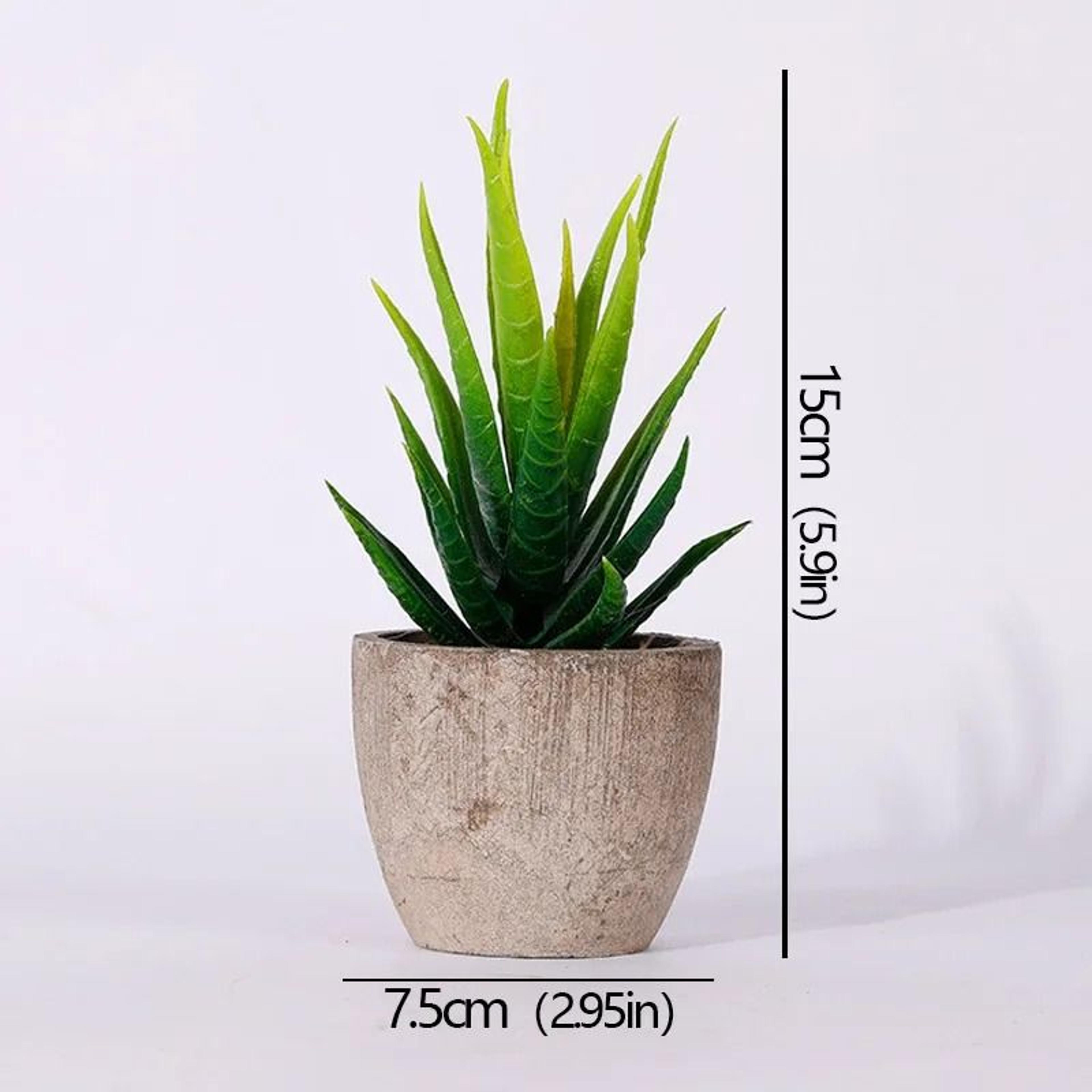 Mini Evergreen Simulated Tree  HighPerformance Artificial Succulent Pot Plant  Office Table Ornamen 16