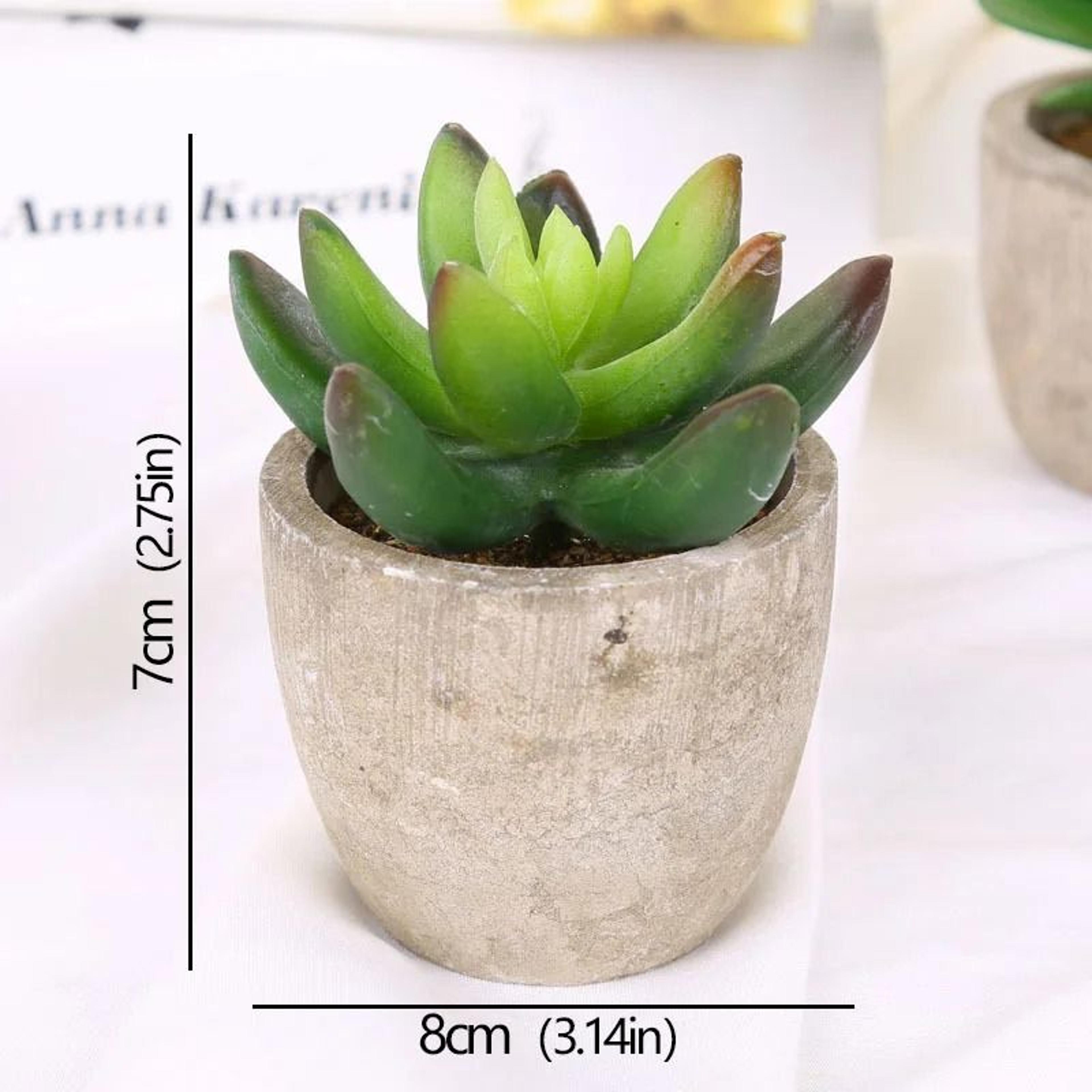 Mini Evergreen Simulated Tree  HighPerformance Artificial Succulent Pot Plant  Office Table Ornamen 7