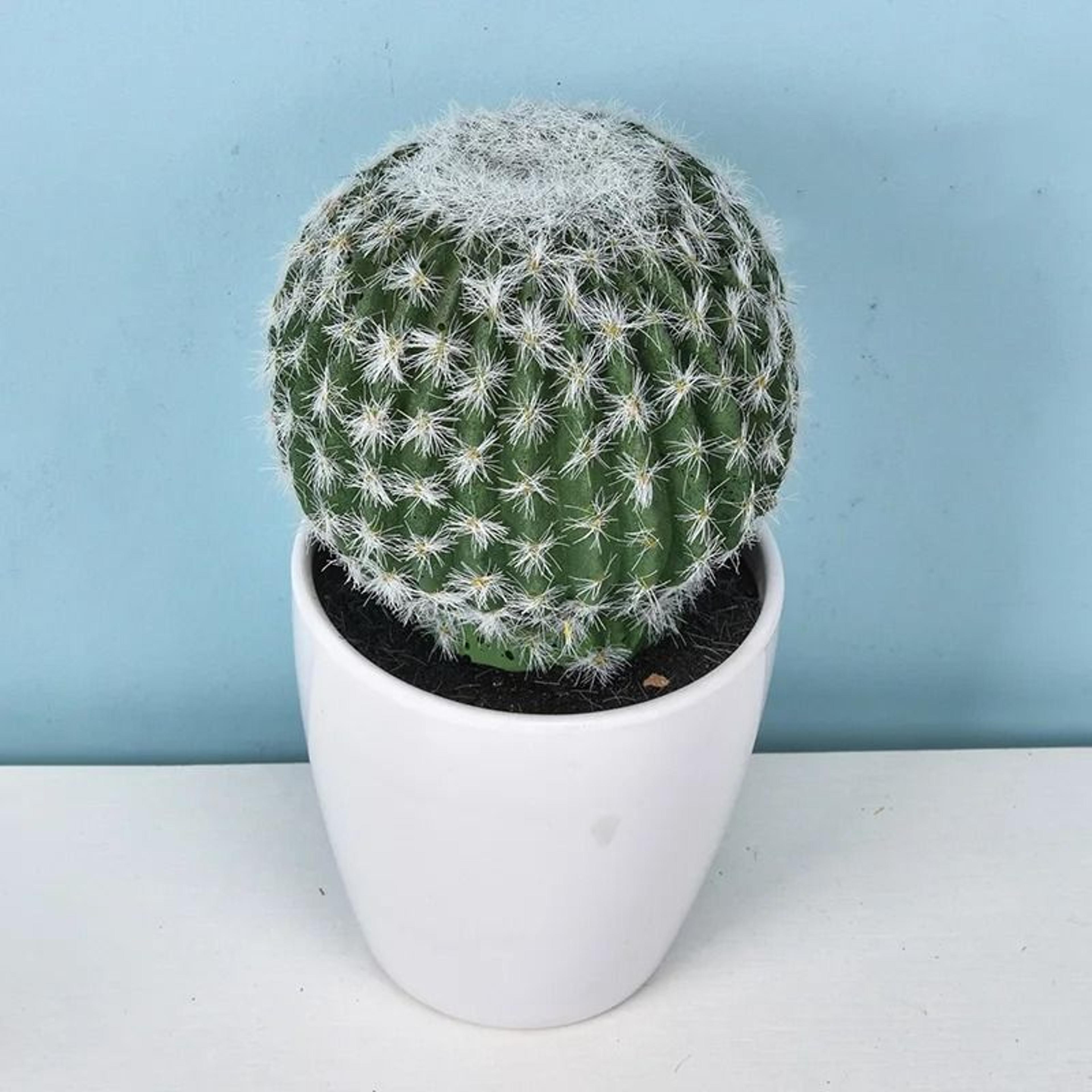 Mini Realistic Fake Cactus  HighPerformance Artificial Succulent Without Pot  Cute Potted Plant Dec 14