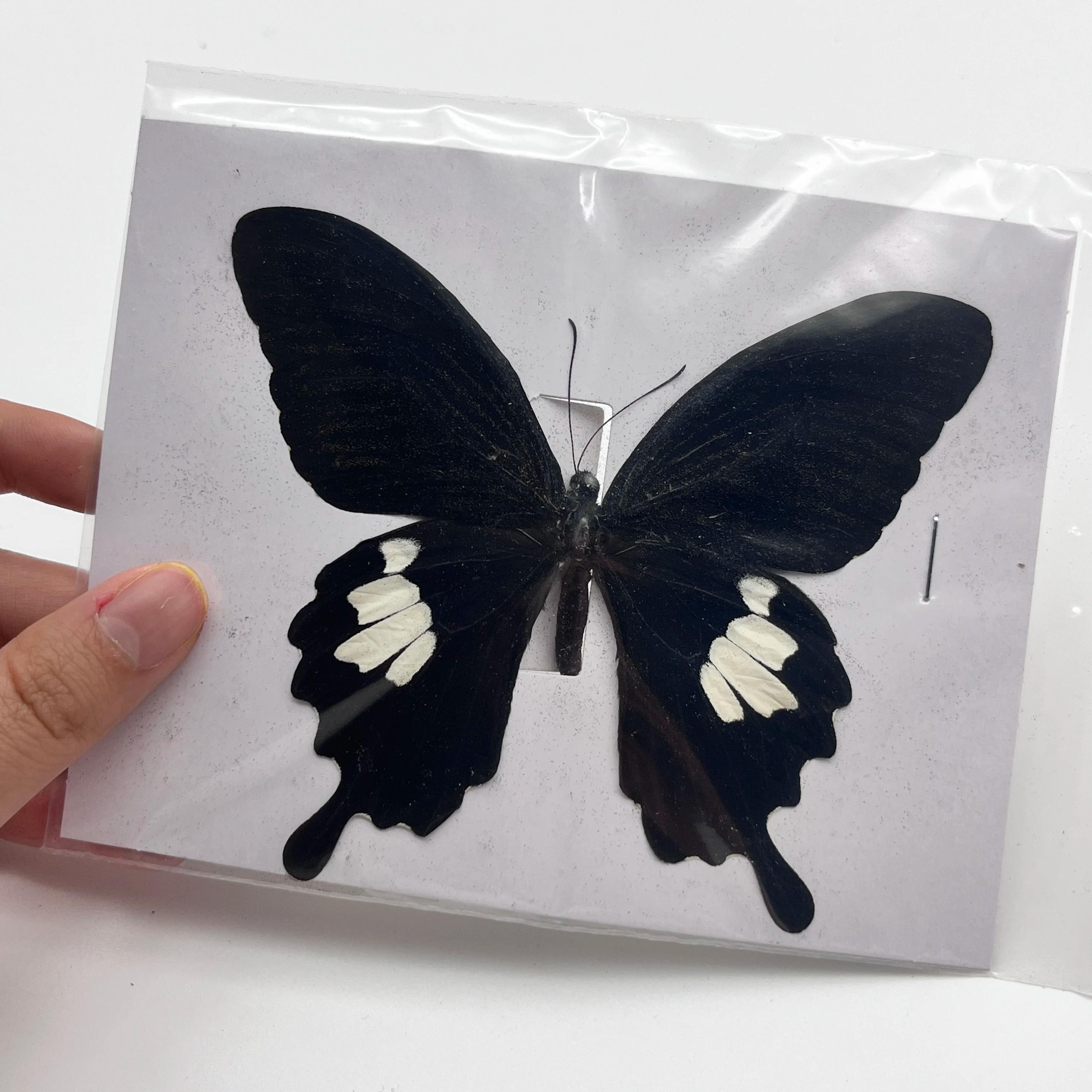 Natural Real Butterfly Specimens  10100Pcs Ethically Sourced Insect Collection 5
