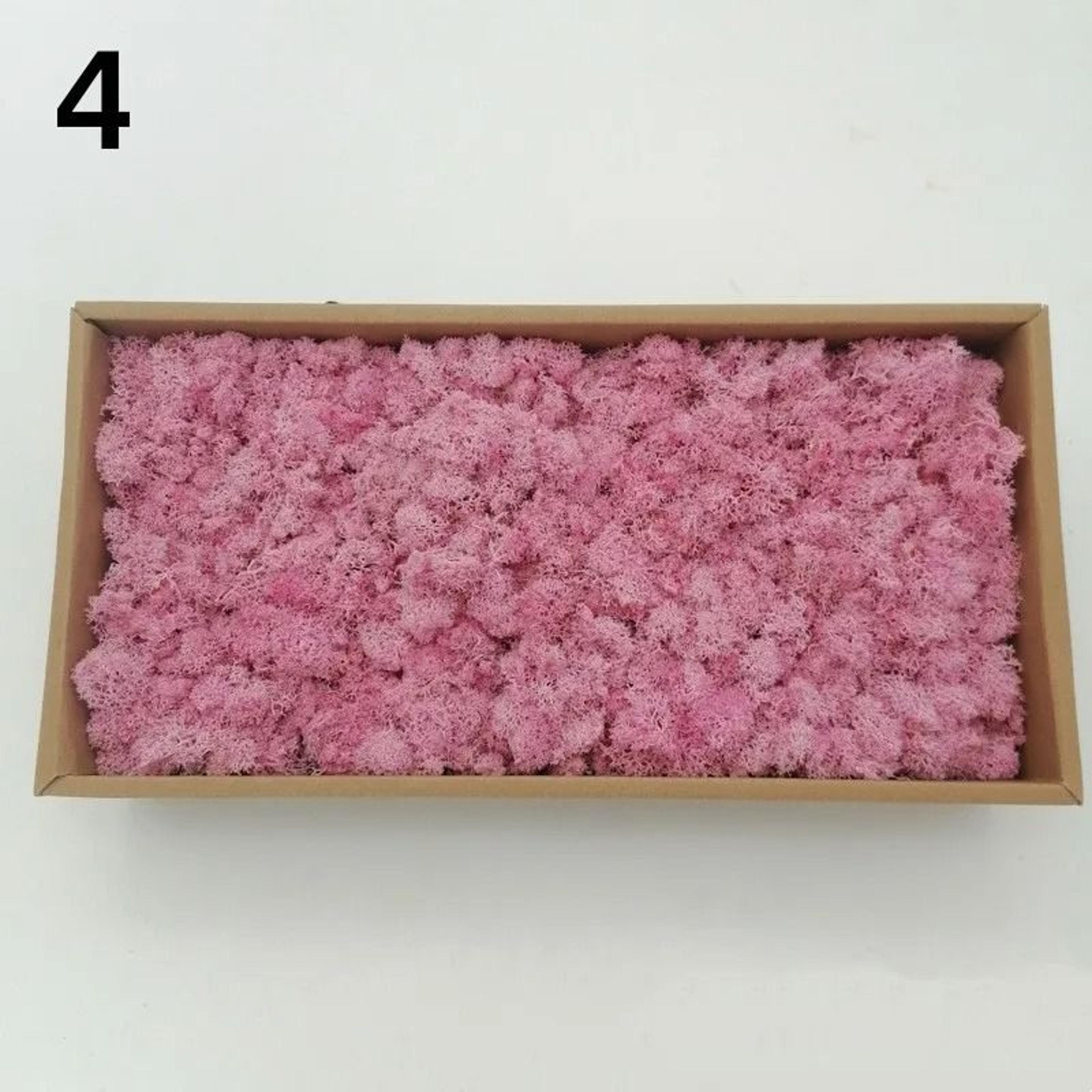 Premium Artificial Forest Moss  Eternal Life Green Grass For Terrariums  Mini Landscapes 10