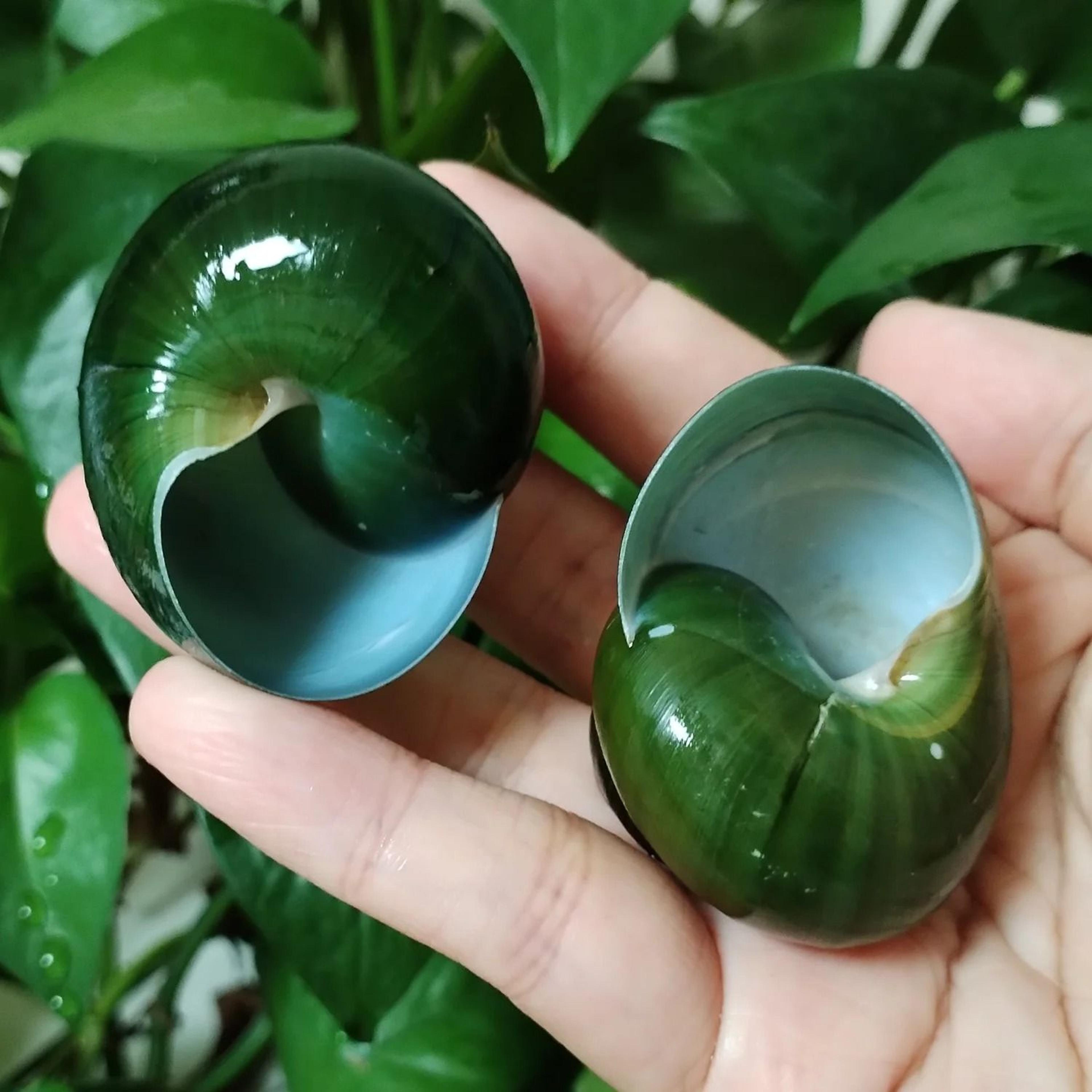 Rare Green Jade Snail Shell  Authentic Dyakiidae Specimen For Aquarium  Collection 3