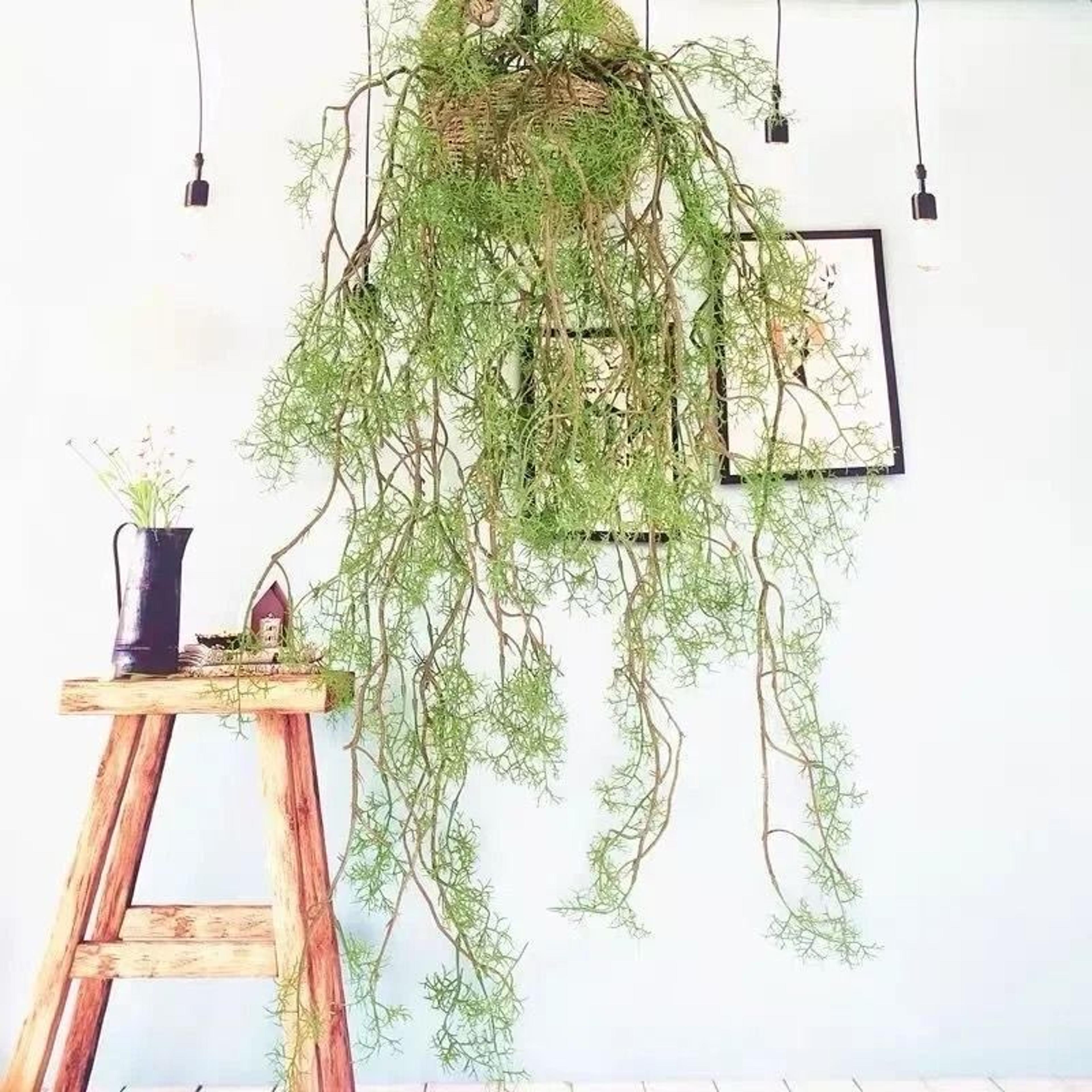 Botanical Asparagine Cascade  13M HighDensity Hanging Vine  Executive Lobby  Studio Sanctuary Decor 1