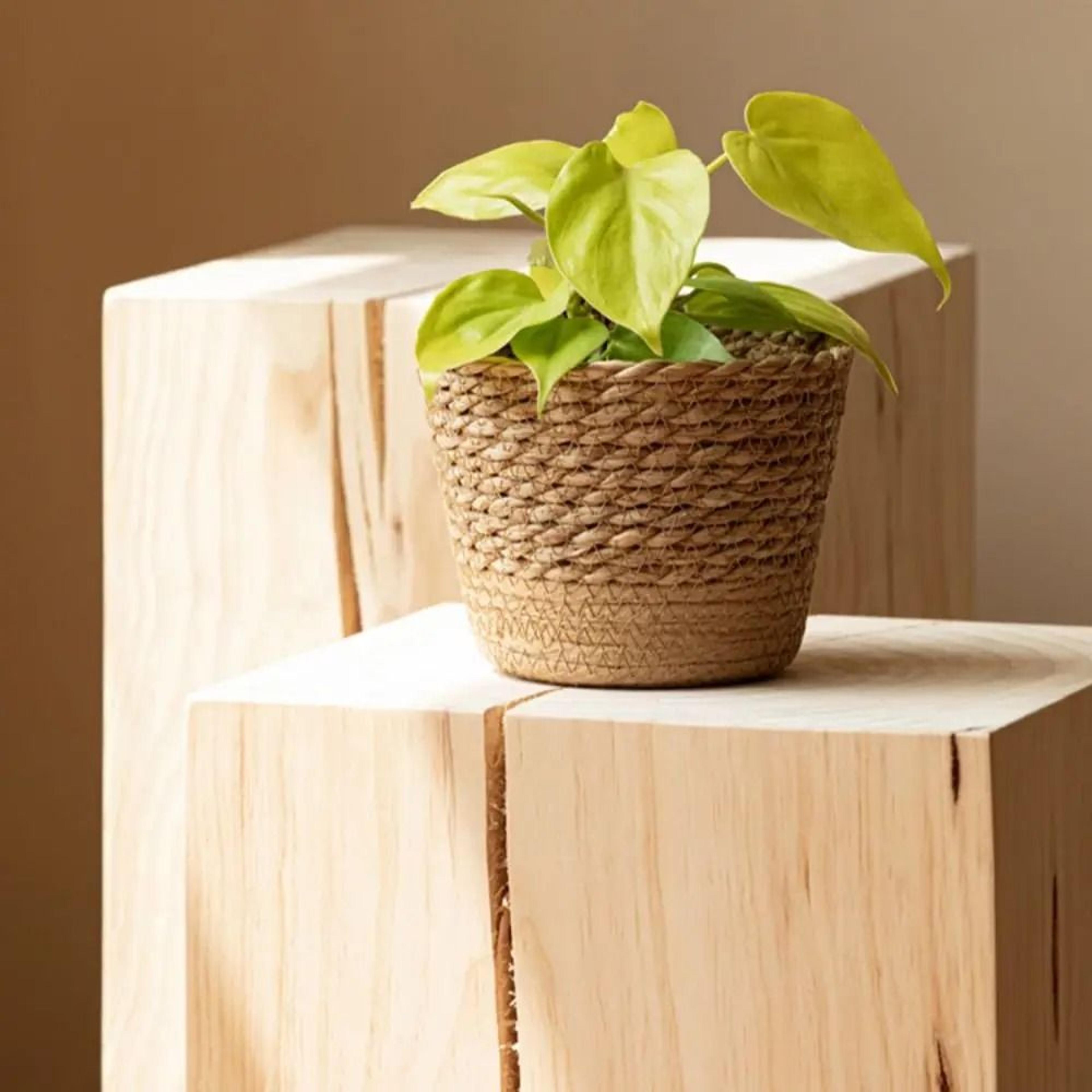 Handmade Straw Weaving Gallery  HighFidelity Woven Rattan Planter  Professional Botanic Storage Tec 1