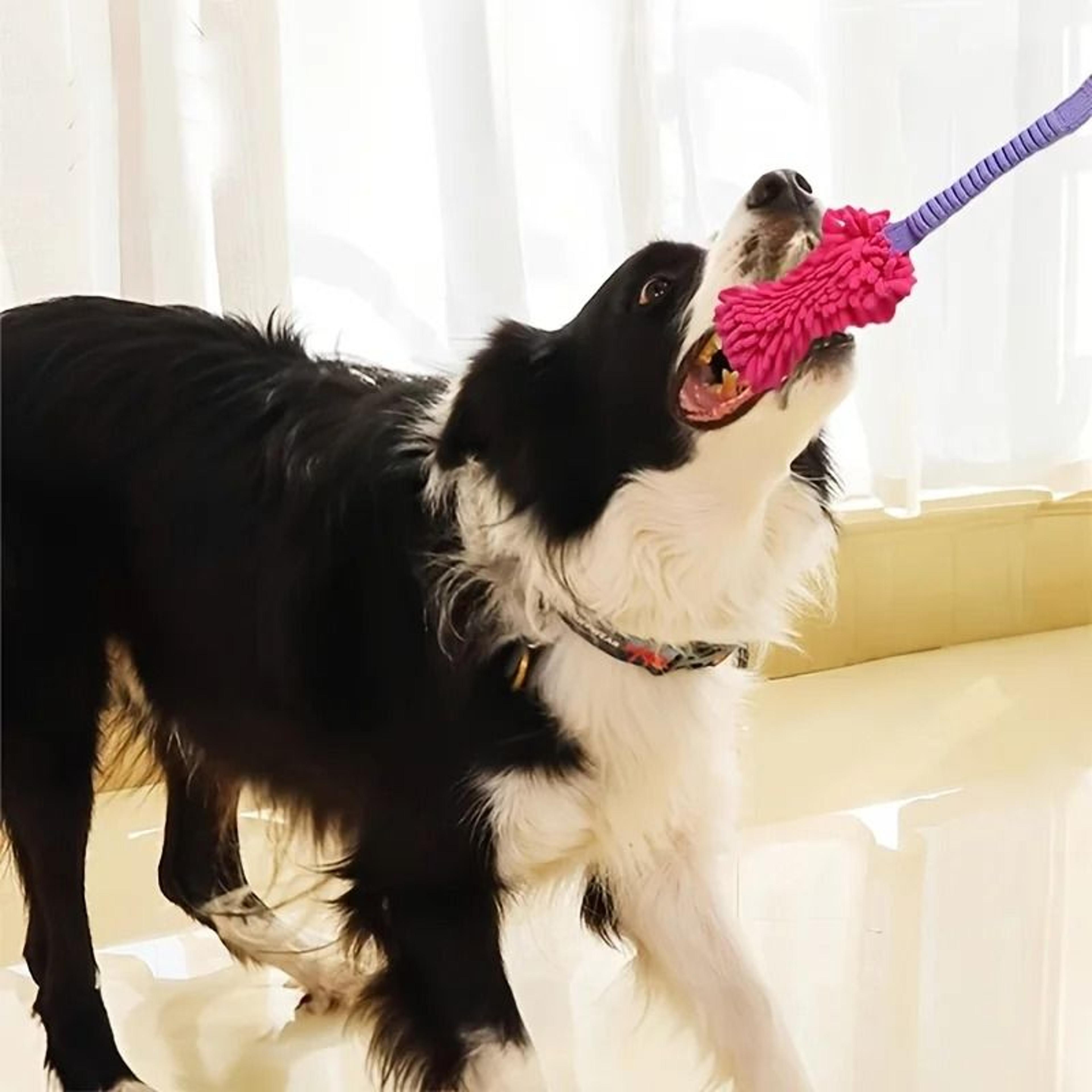 TitanTug Interactive Dental Performance Toy 3