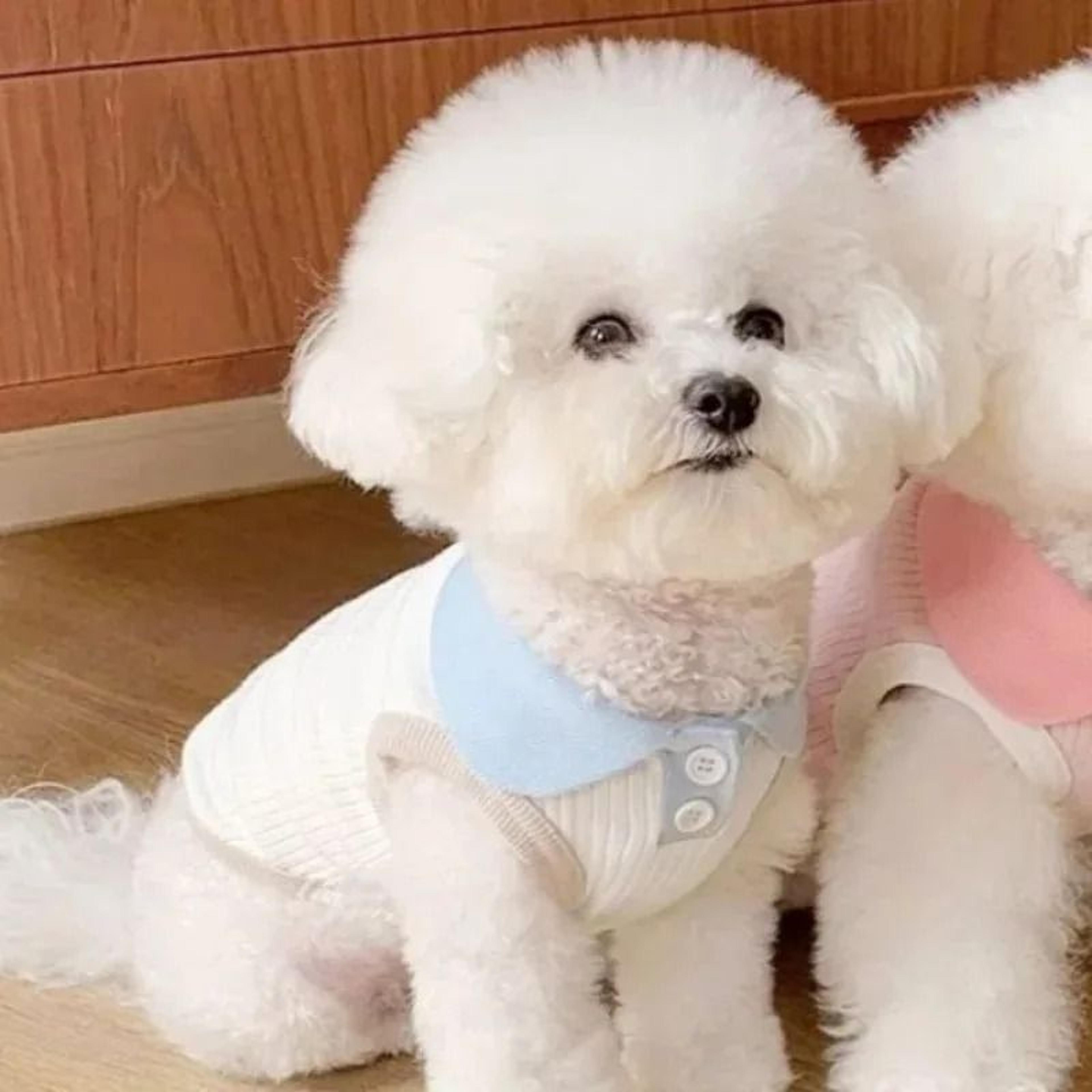 Breathable Lightweight Summer Pet Shirt 6