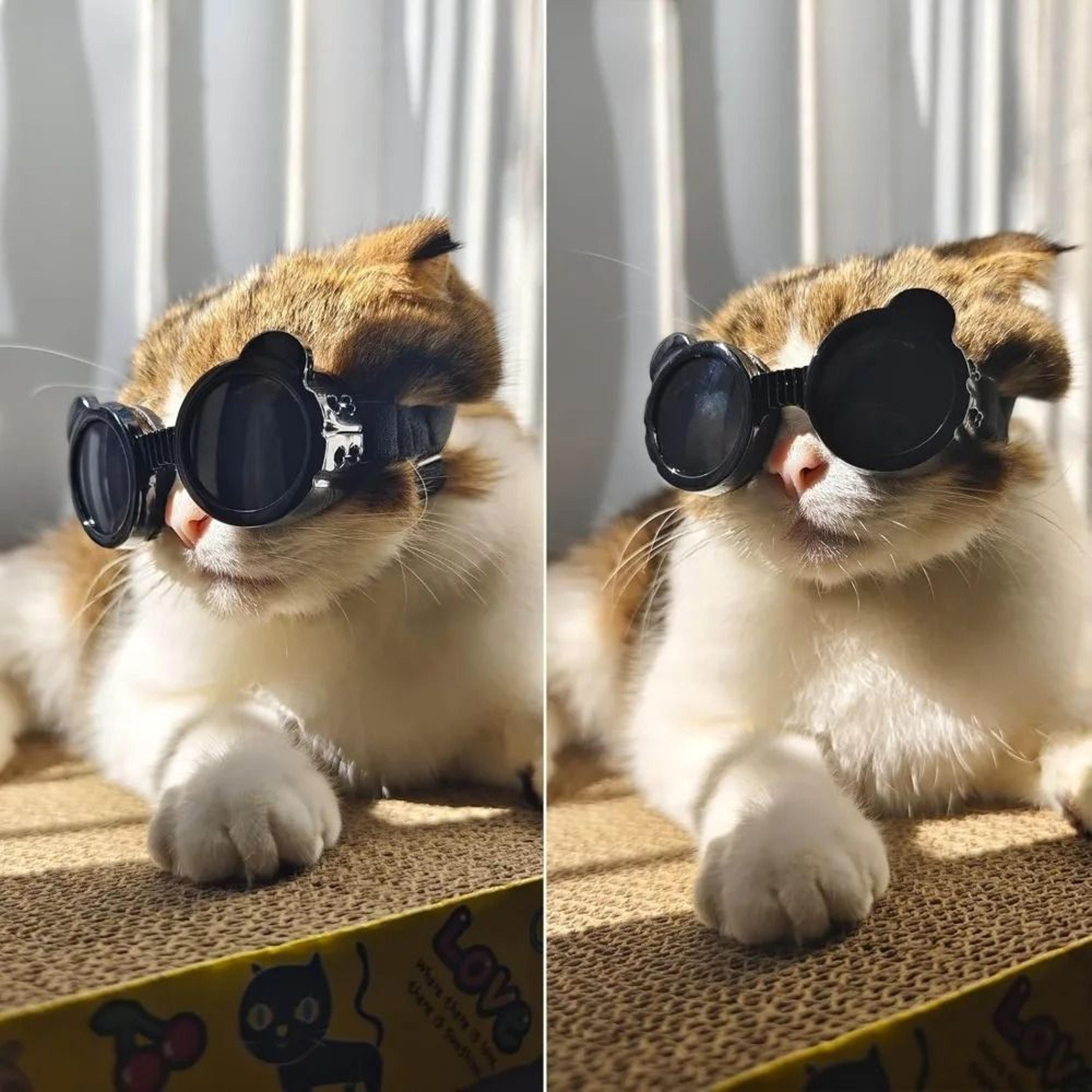 UV Protection Windproof Pet Sunglasses 5