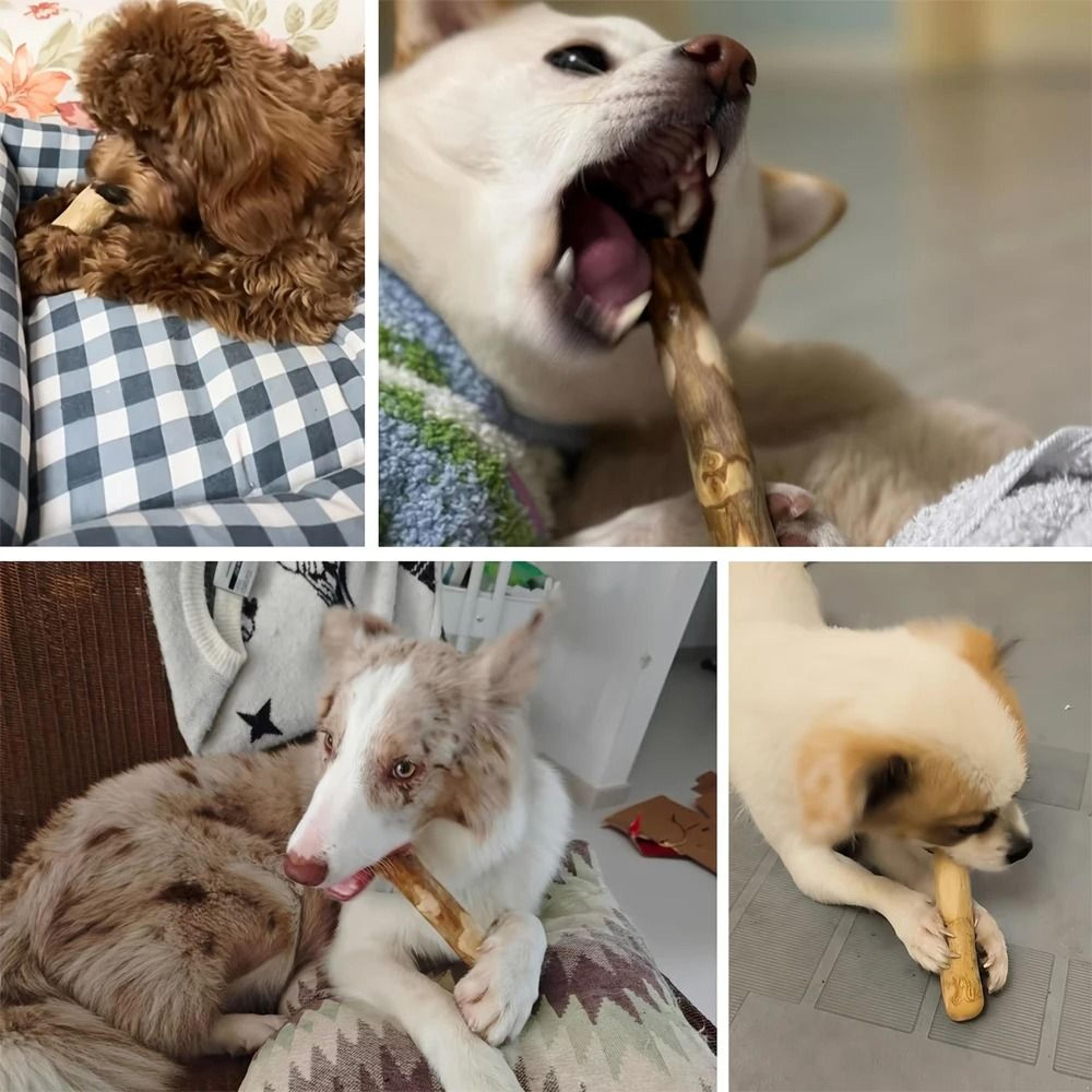 Natural Coffee Wood Dental Chew Stick 3
