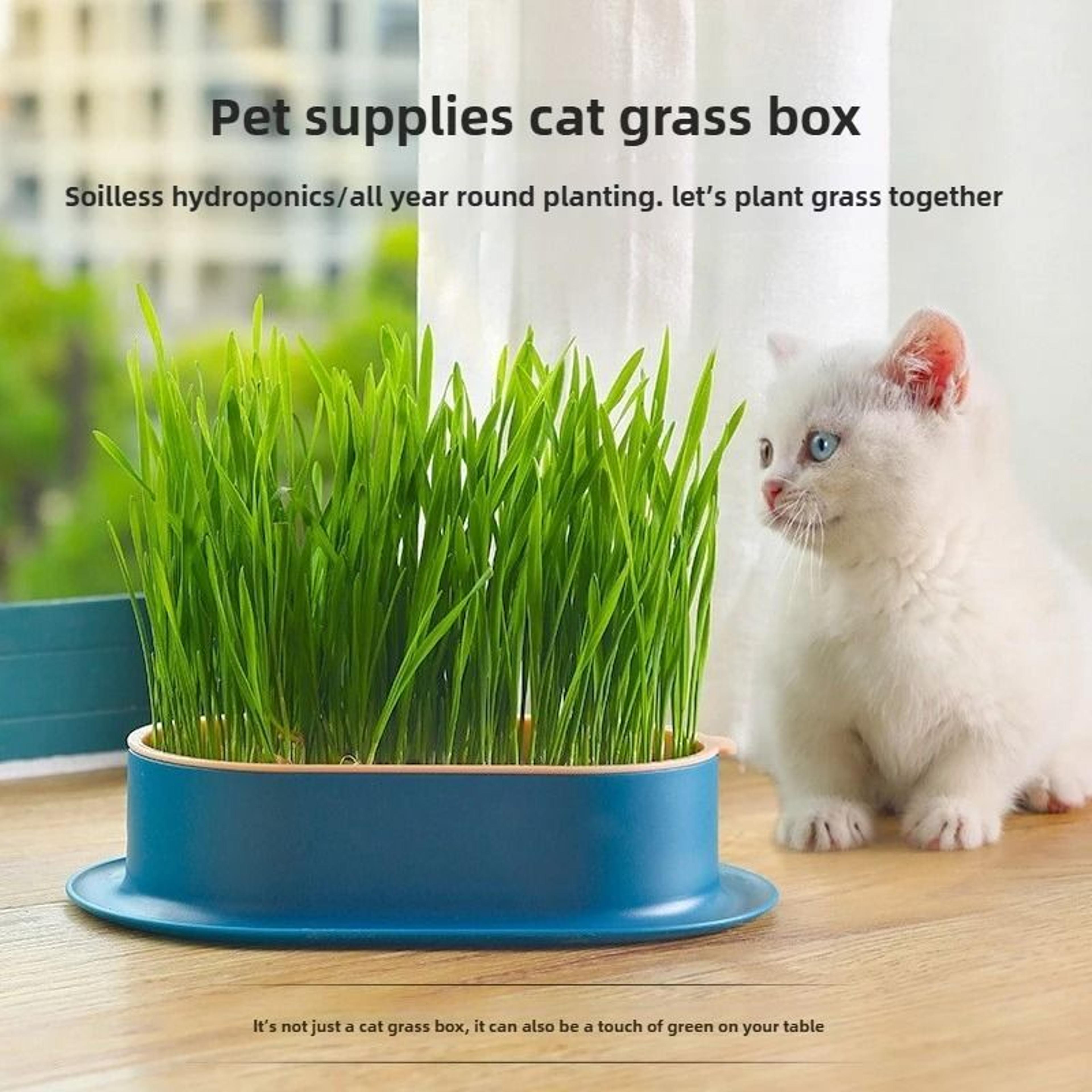 Hydroponic Soilless Cat Grass Planter 4