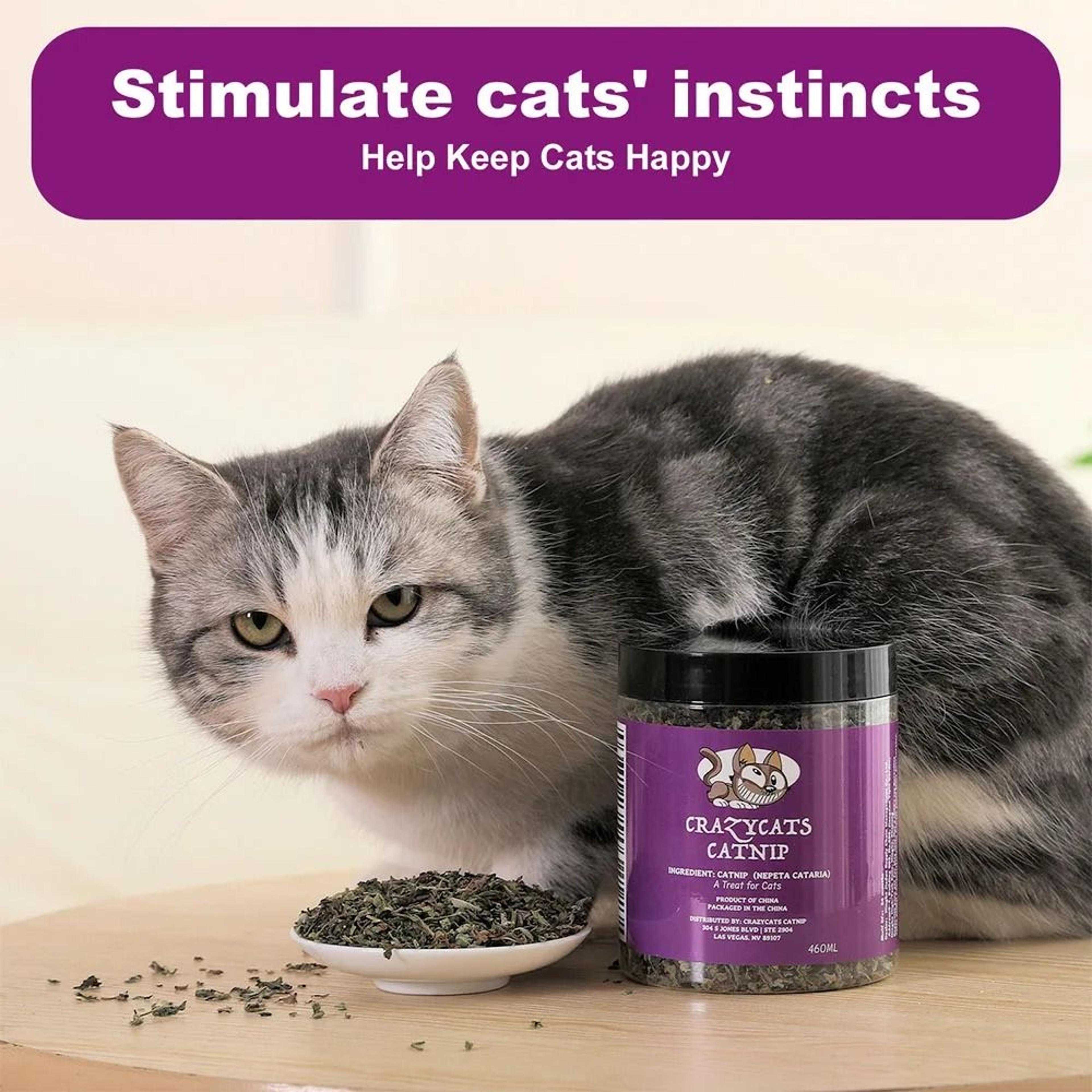 100 Natural Organic Catnip 7