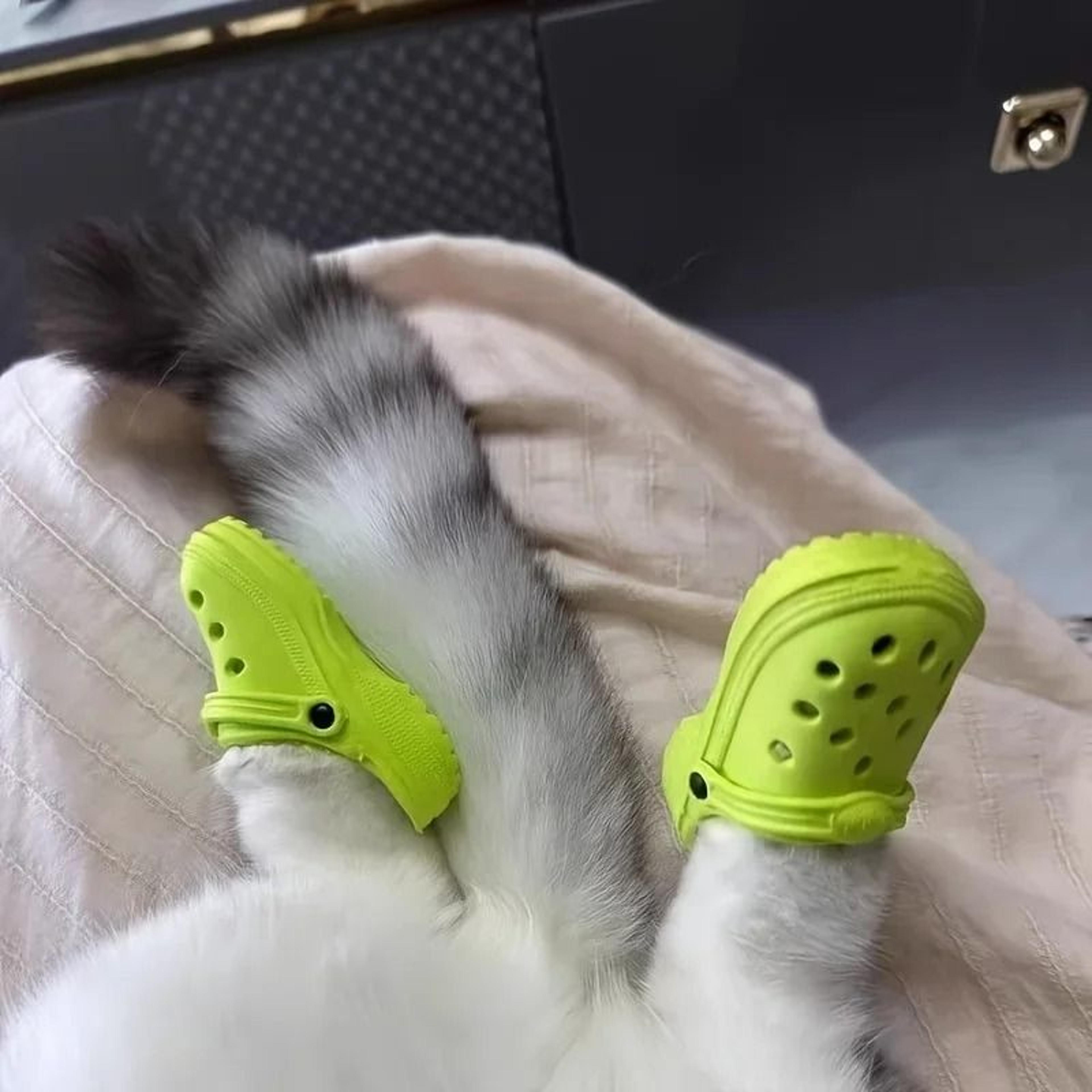 miniature decorative pet shoes
