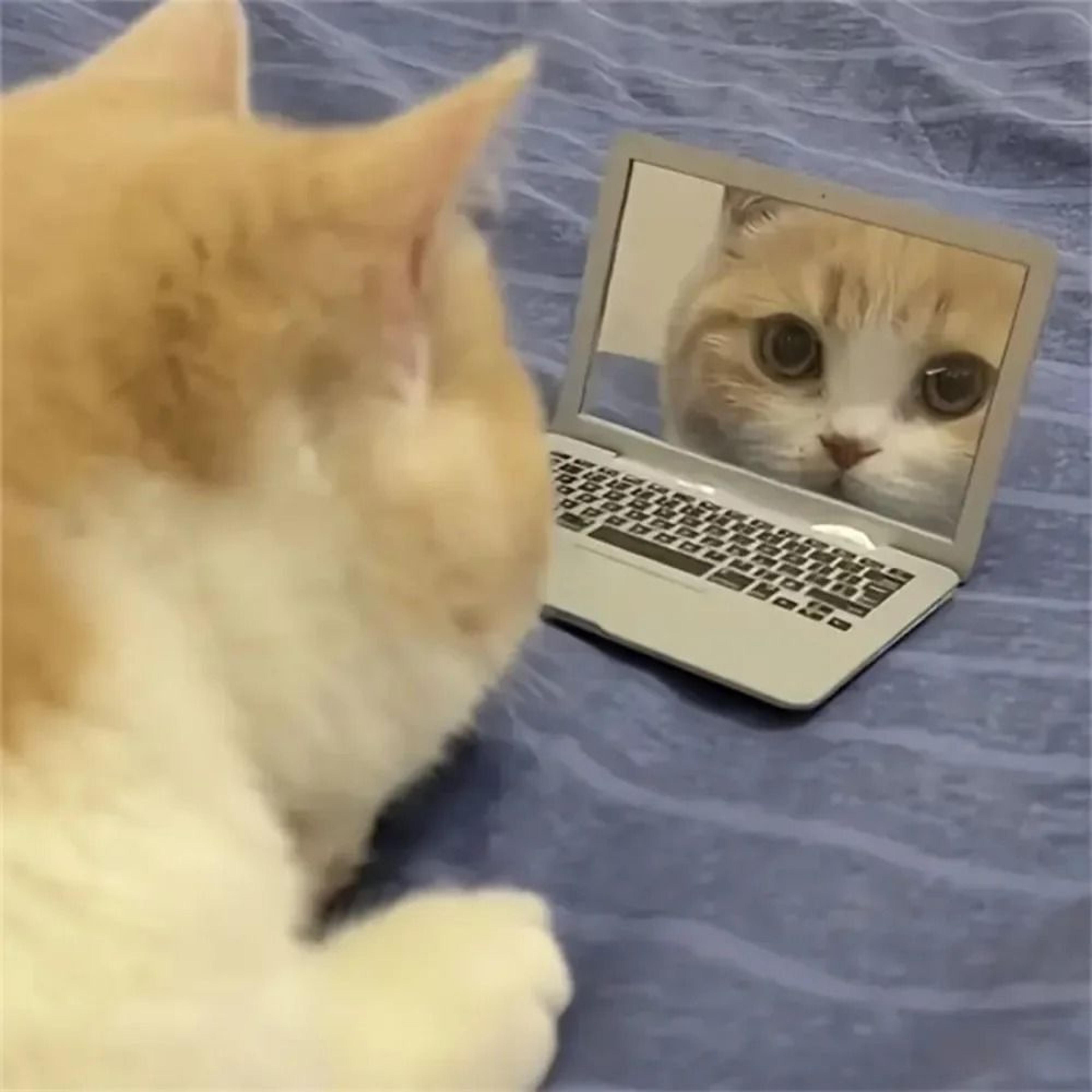 Miniature Feline Computing Mirror Hub 1