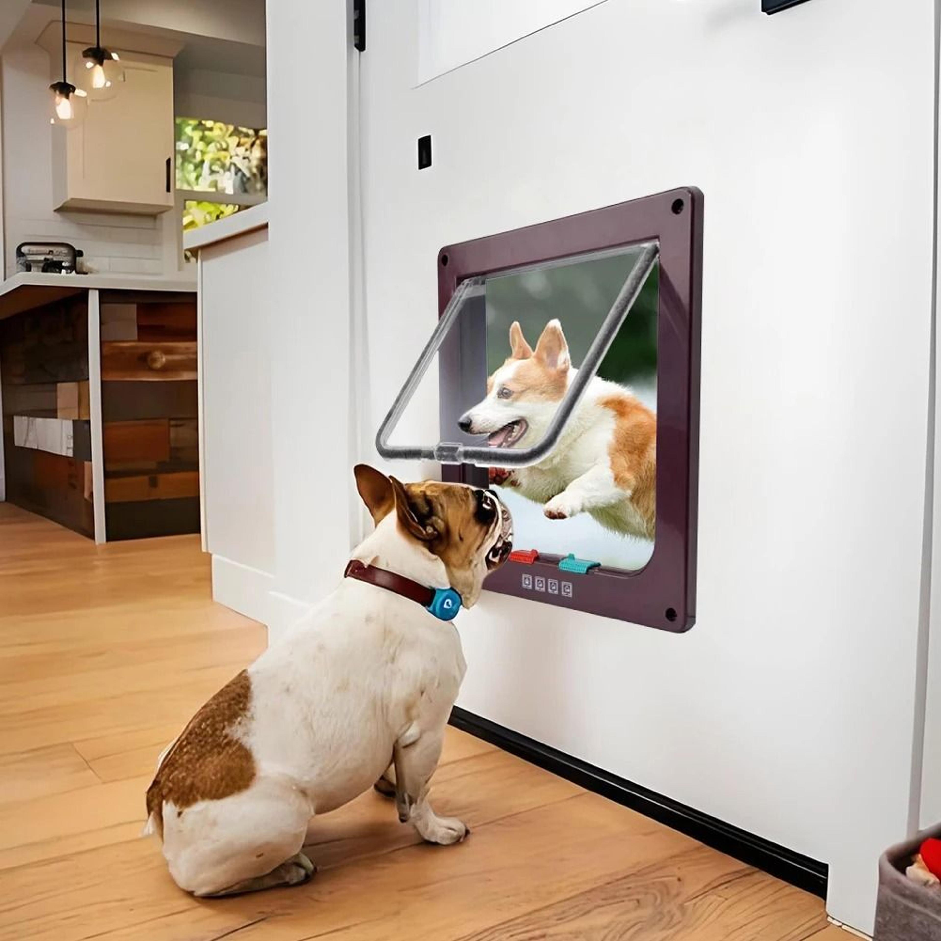 4Way Locking Transparent Pet Flap Door 3