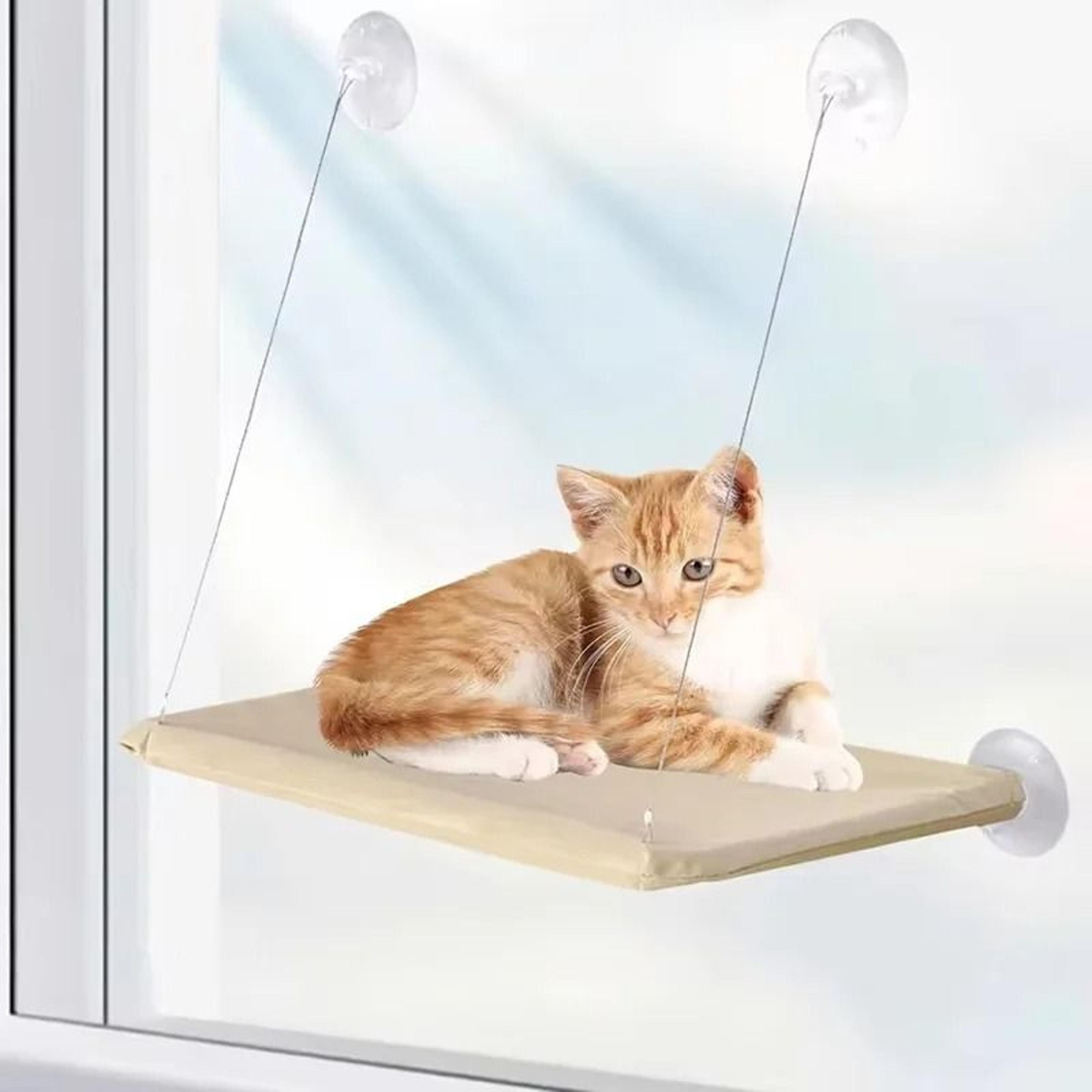 Elevated Window Lounge  Sunbathing Perch 2
