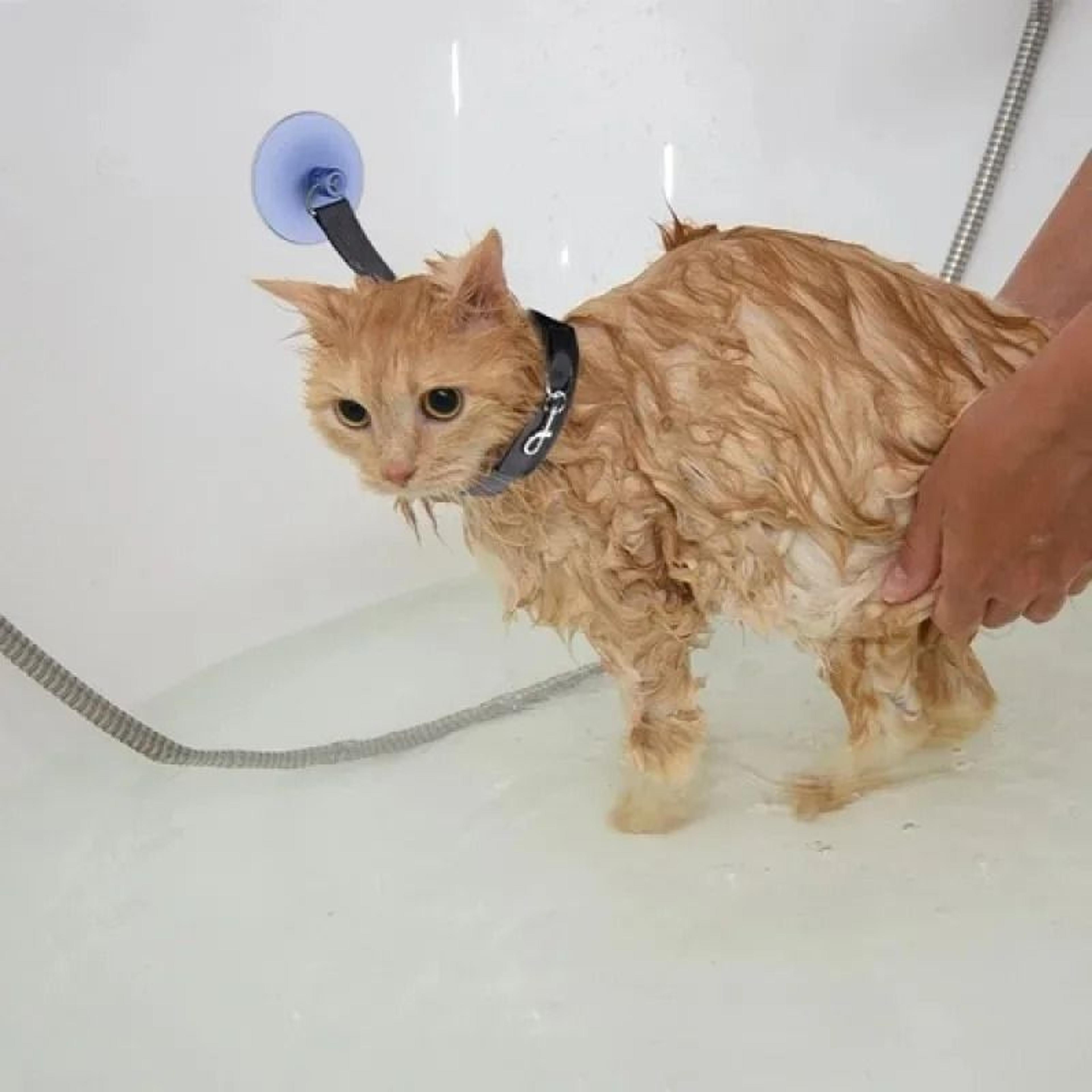 HandsFree Pet Bathing  Grooming Tether 1