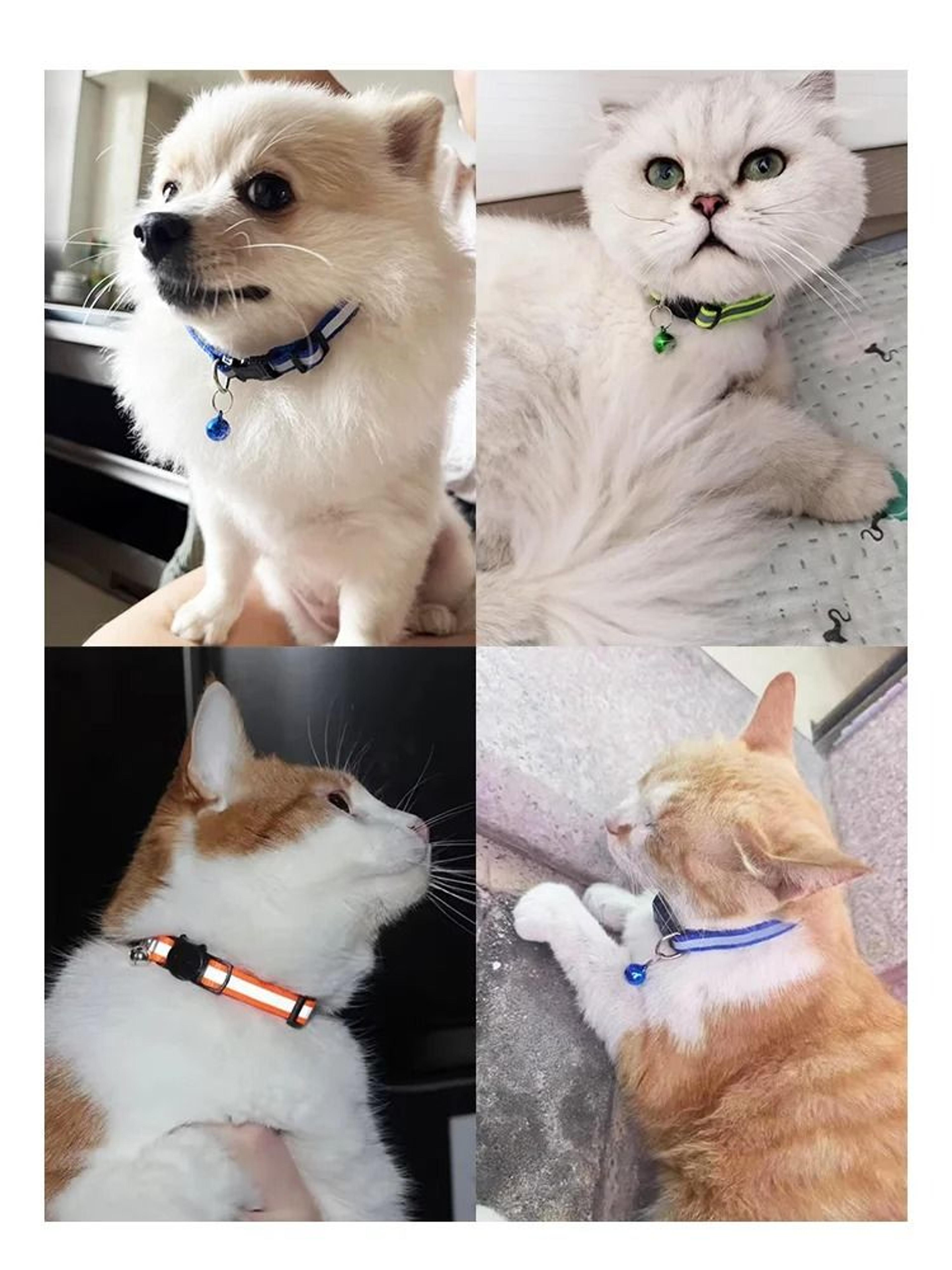 Reflective Breakaway Comfort Safety Cat Collar 5