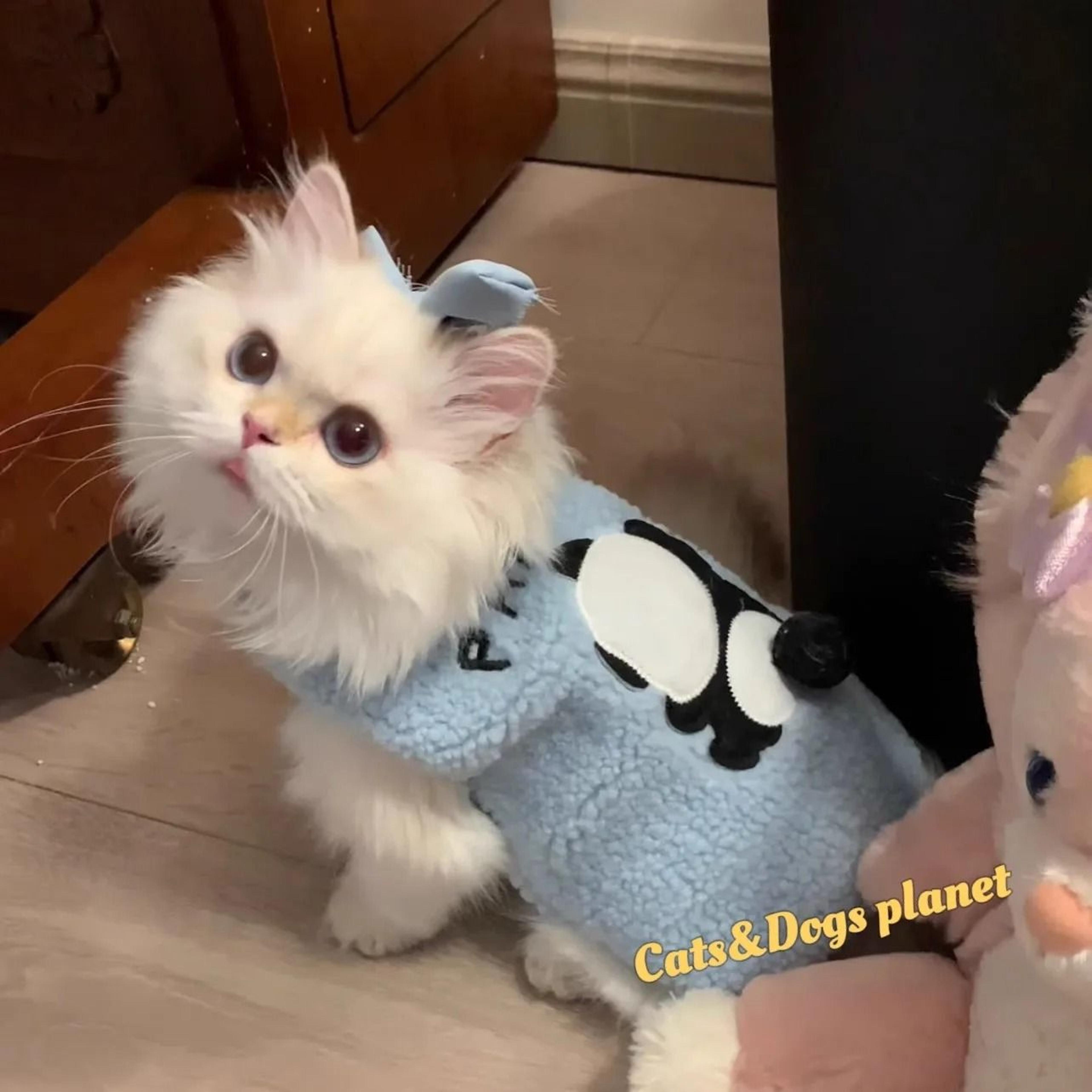 Cute Soft Cozy Pullover Cat Sweater 3