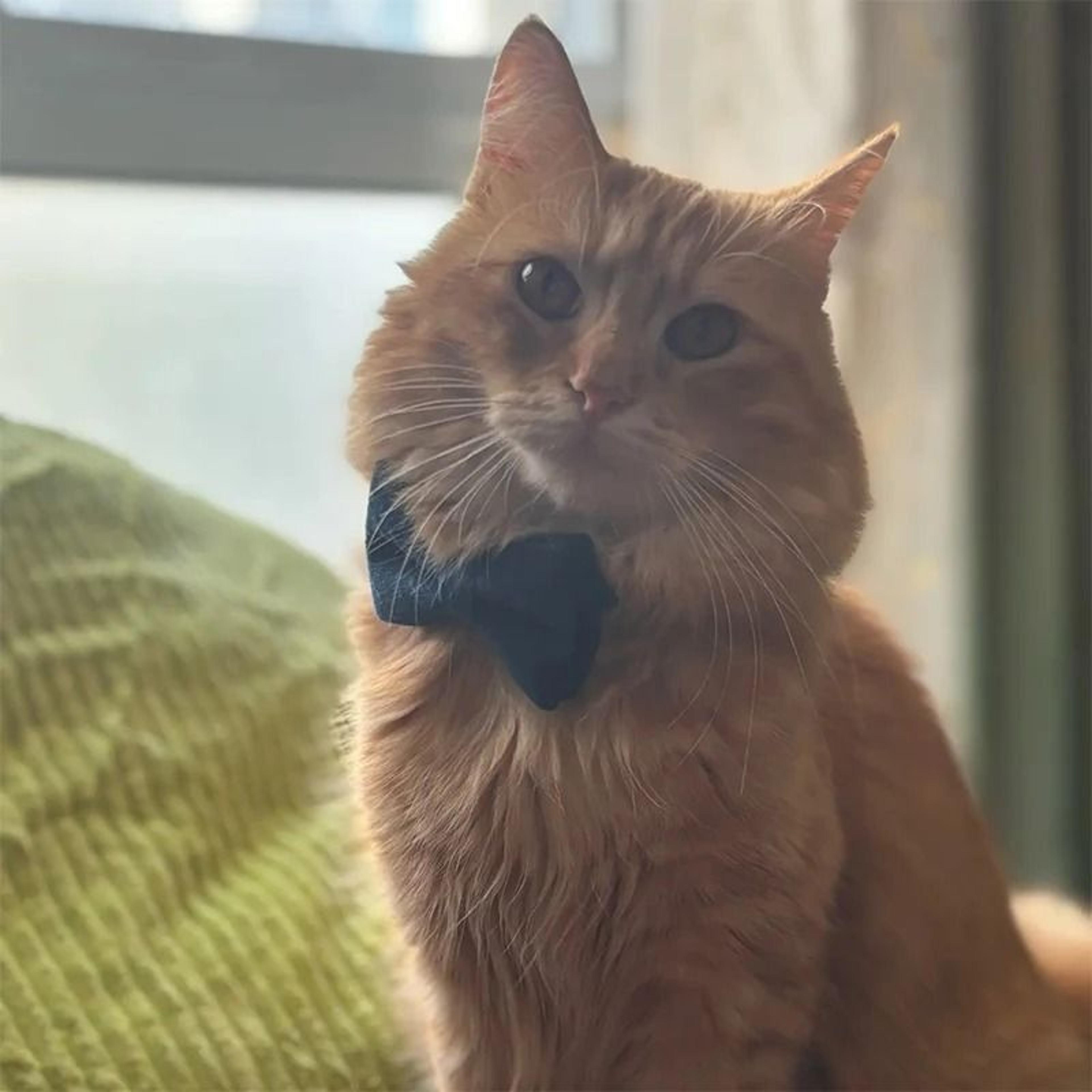 Stylish Adjustable Velvet Cat Collar With Bowknot And Free Personalization 2