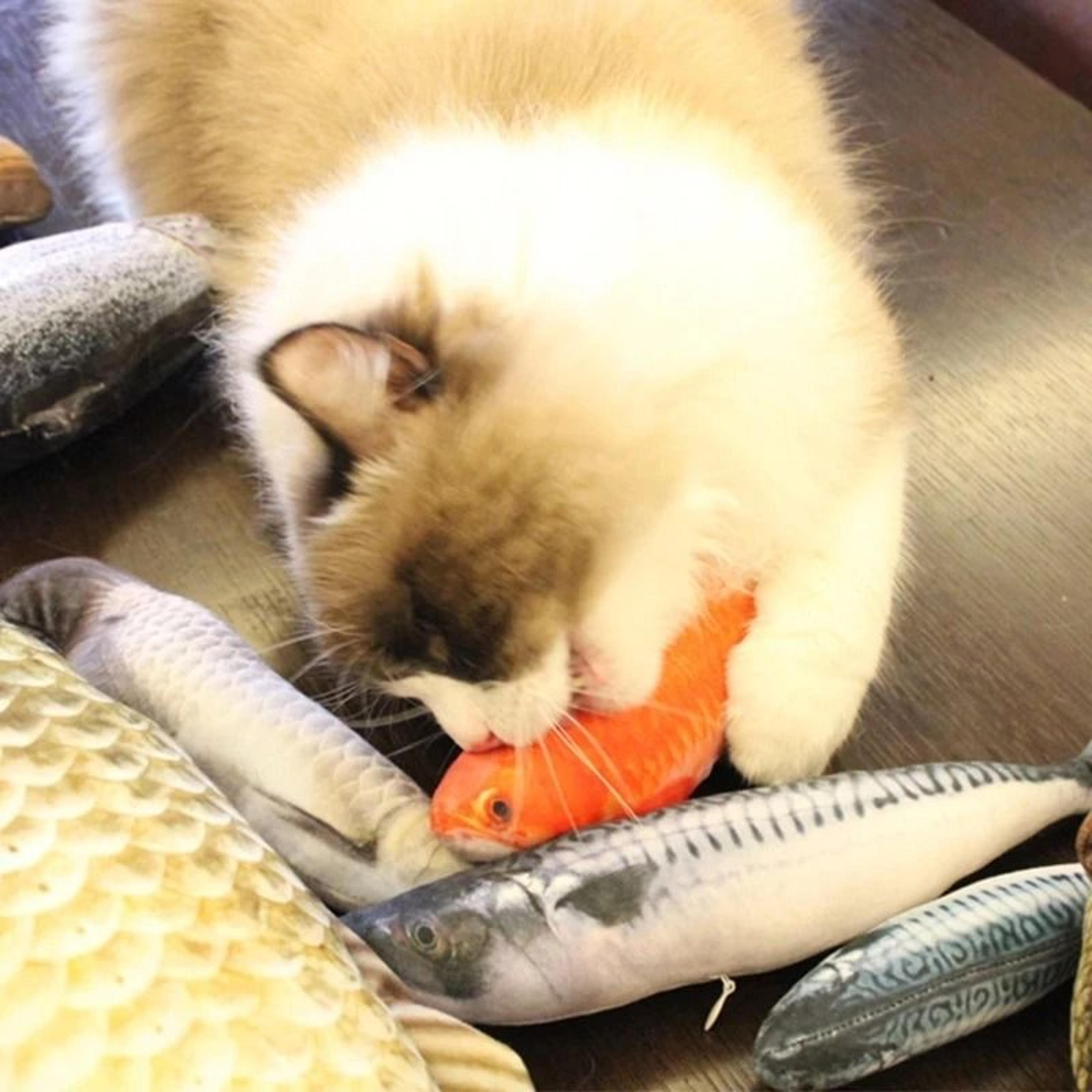 Interactive Pet Plush Simulated Fish Catnip Toy And Throw Pillow For Cats And Kittens 1