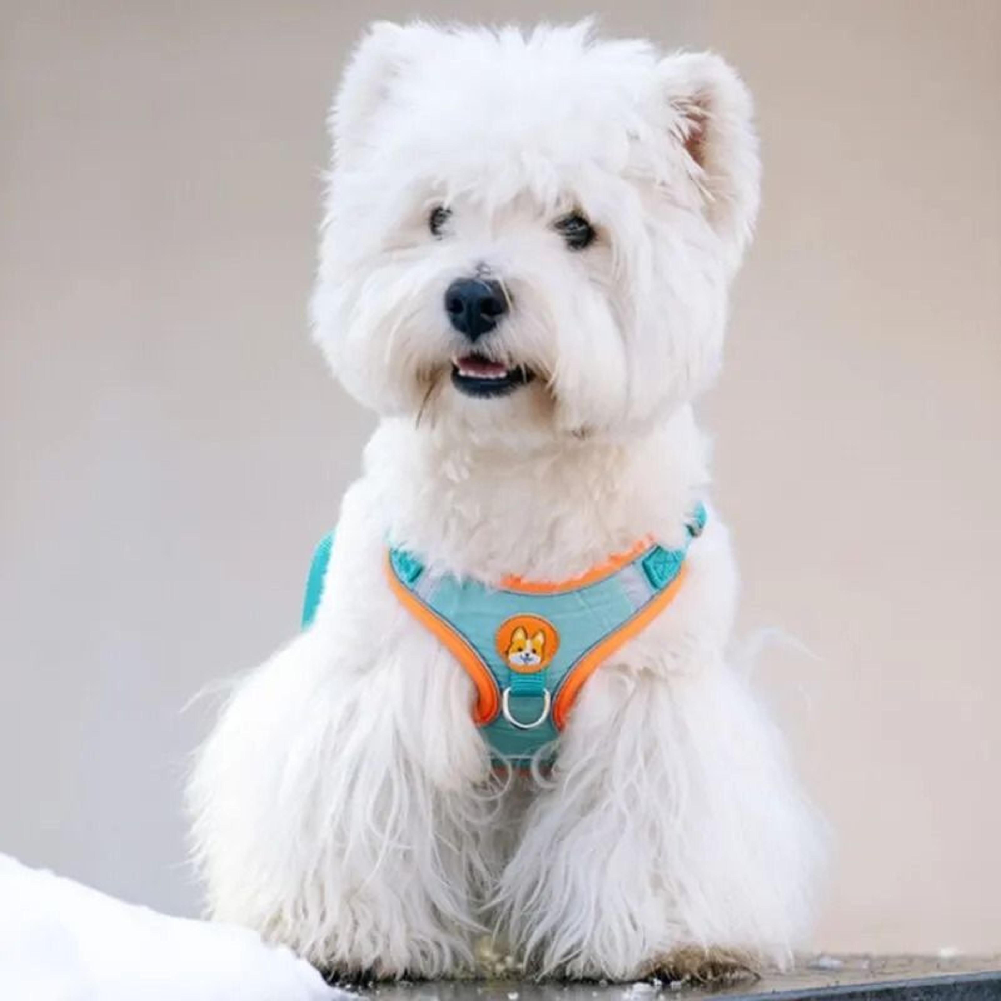 Adjustable No Pull Dog Harness Reflective Pet Walking Running Vest Leash Set 1