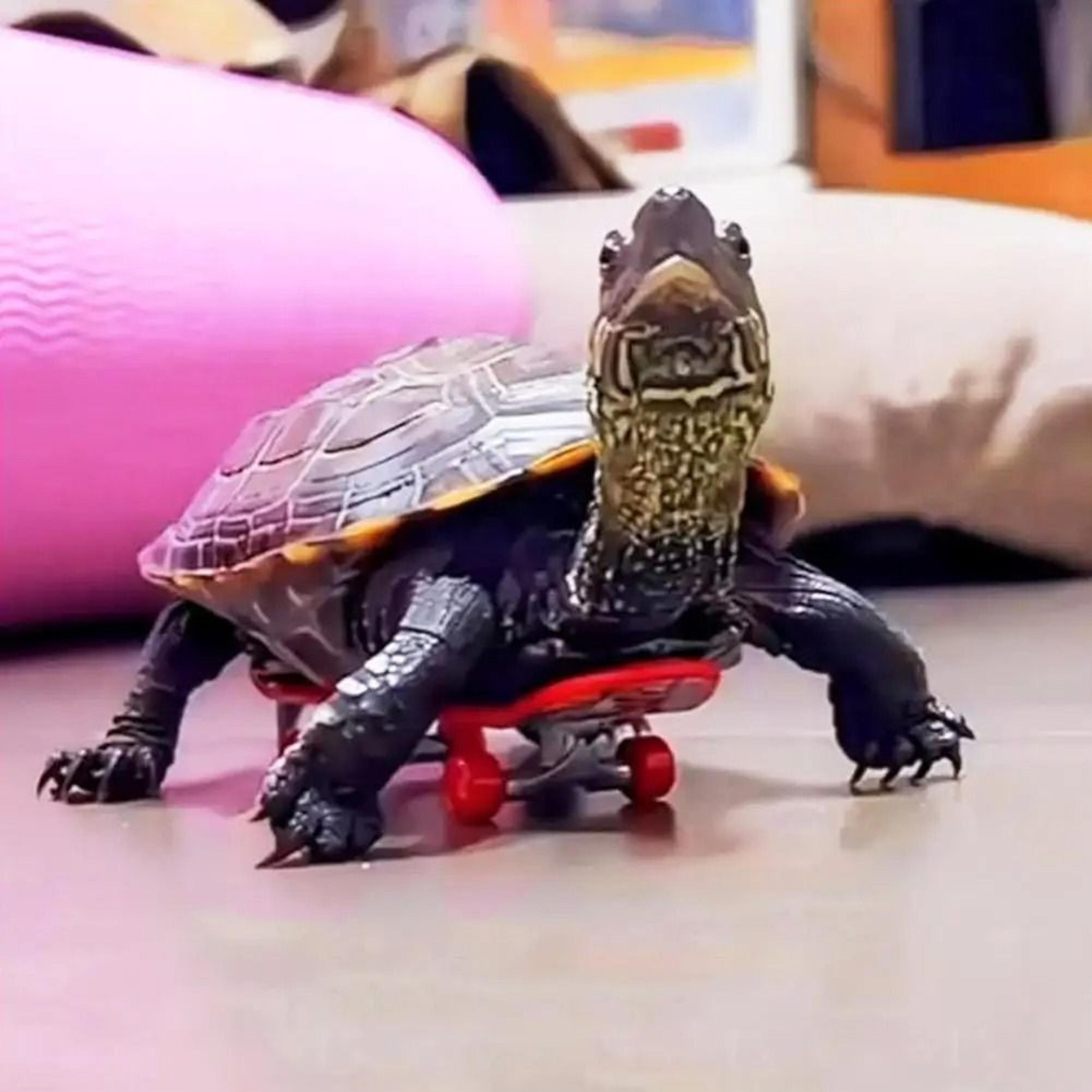 Mini Small Skateboard Pet Toy For Turtles Parrots  Small Animals 1