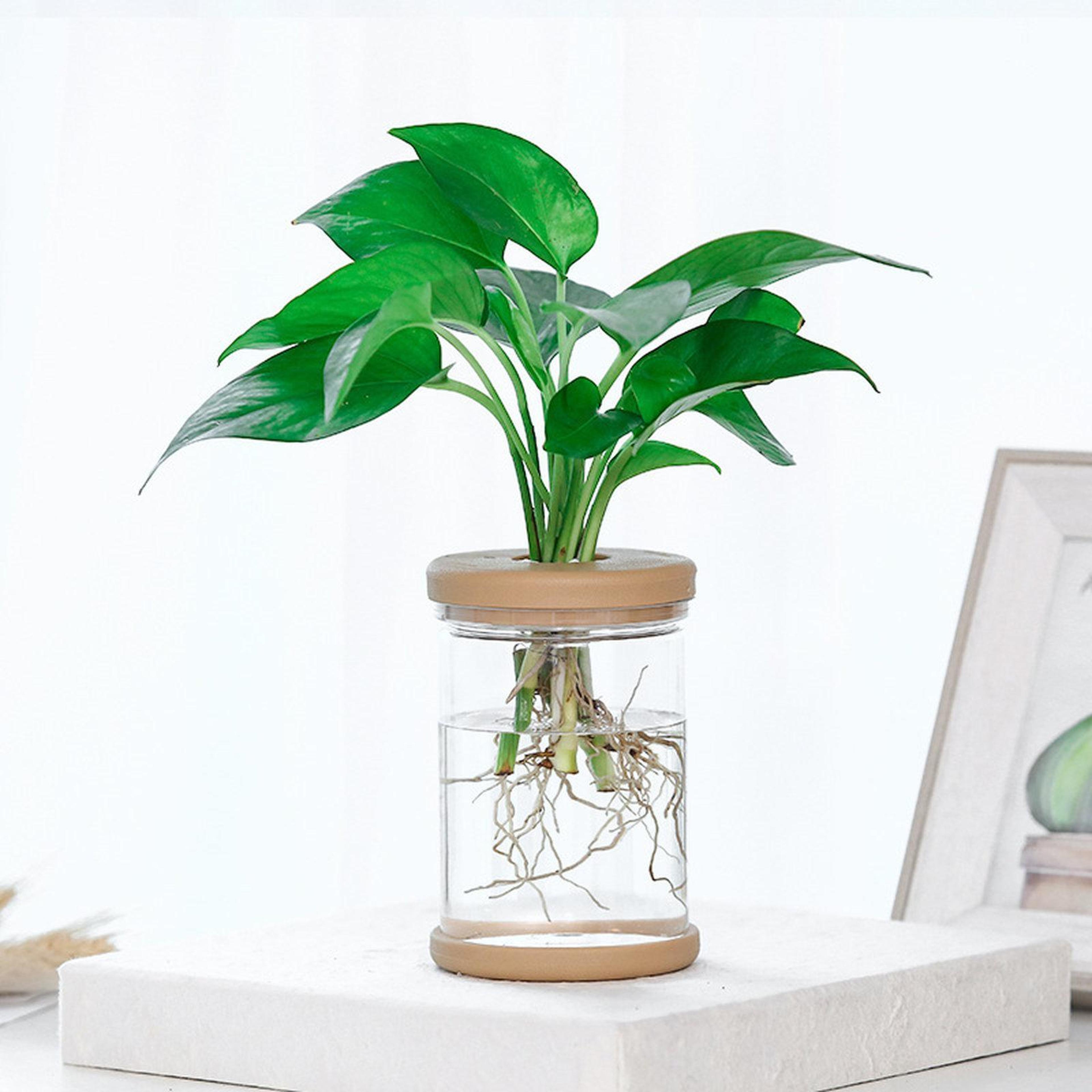 clear self watering planter hydroponic plant pot with mini fish bowl design