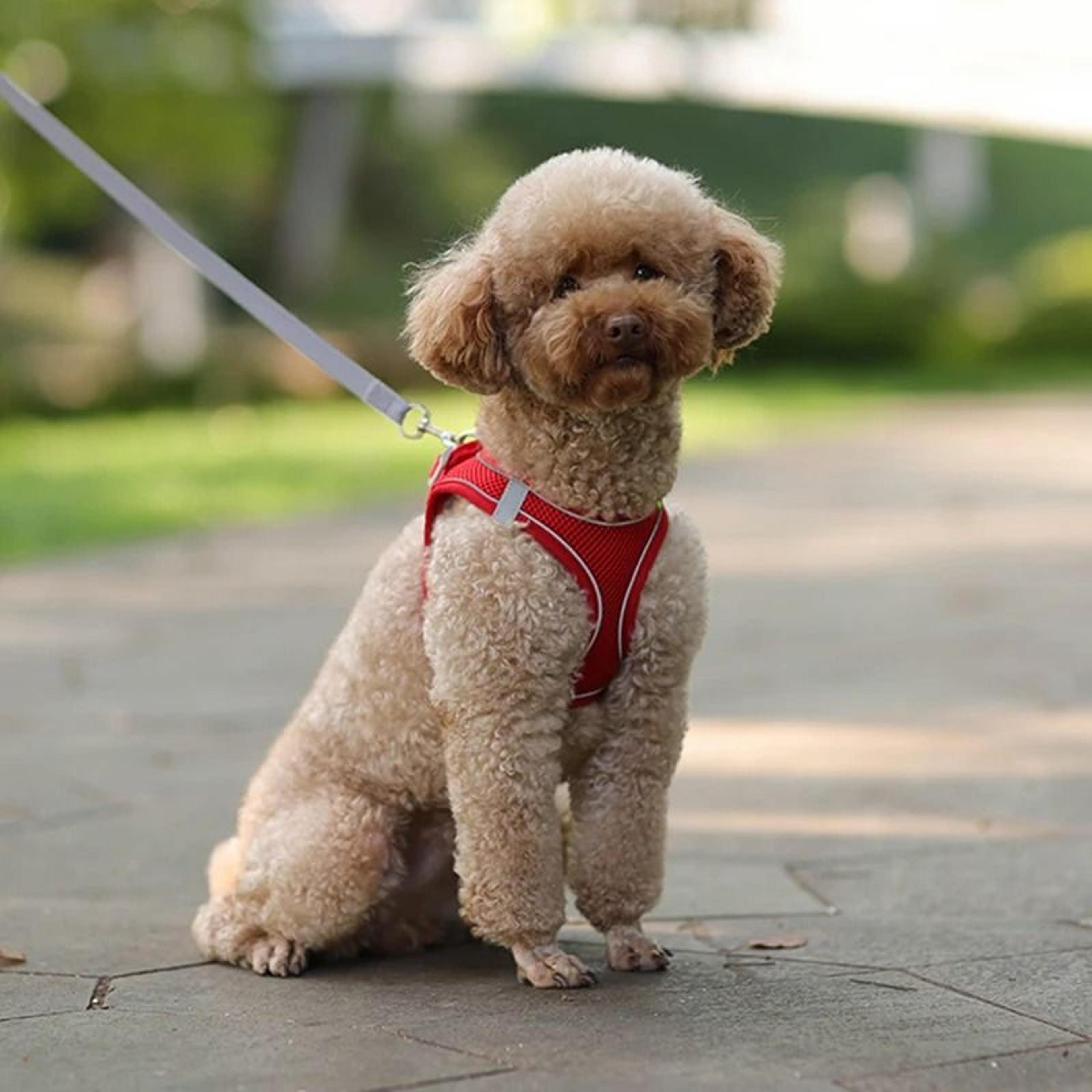 Adjustable Dog Harness And Leash Set For Small Dogs 2
