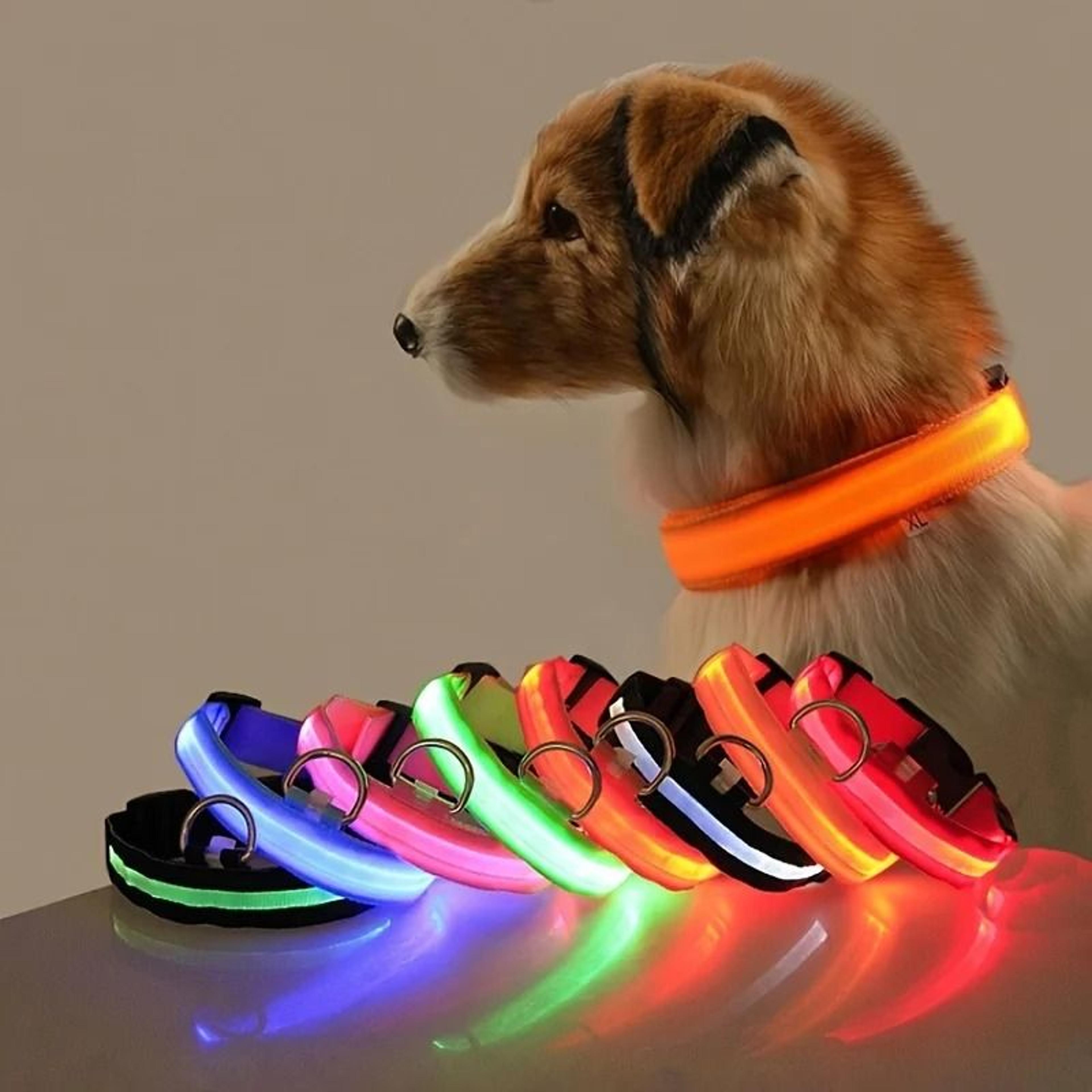 led night safety glow dog collar and leash set for night walks and outdoor use