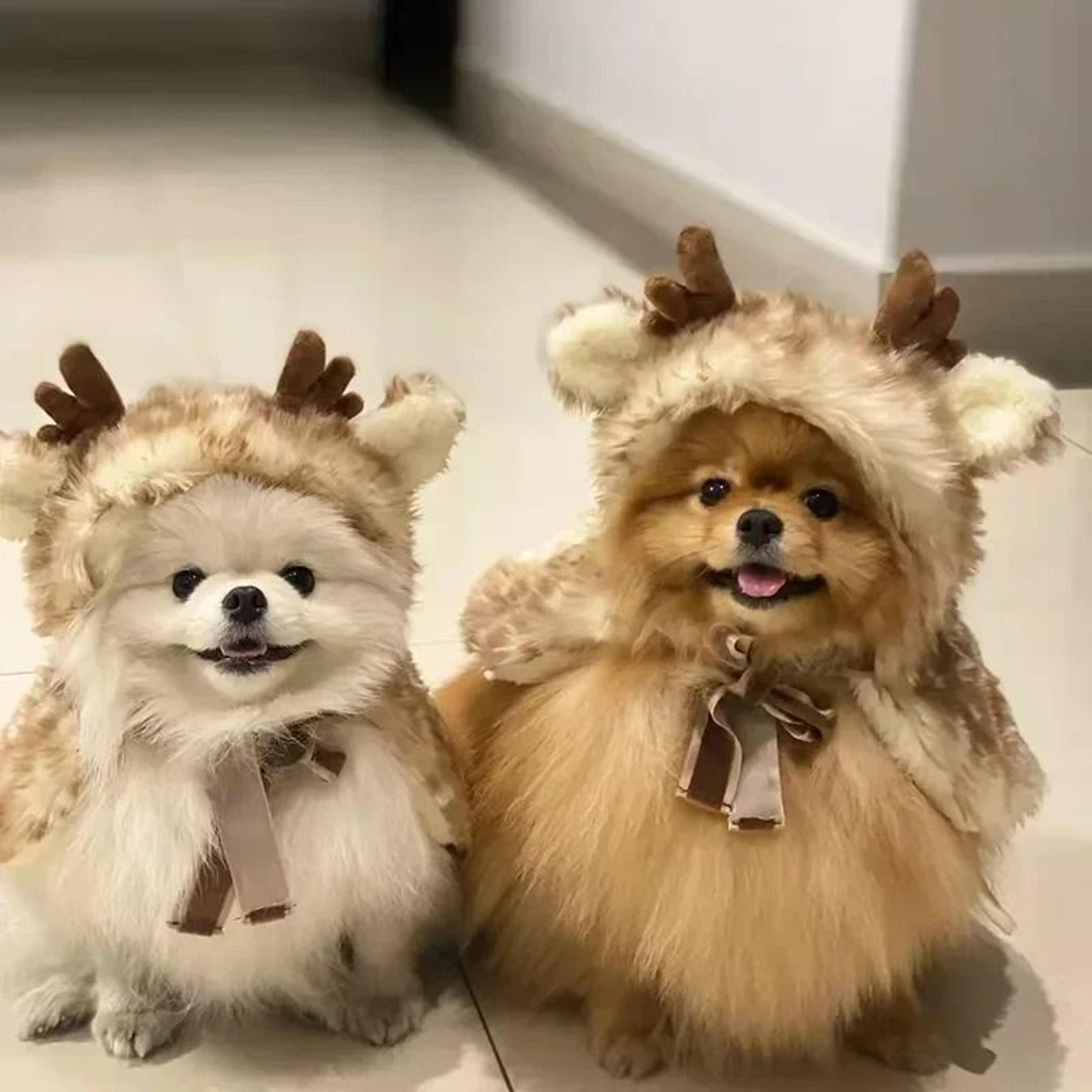 Cozy Elk Christmas Pet Cloak For Winter Warmth And Holiday Dress Up 2