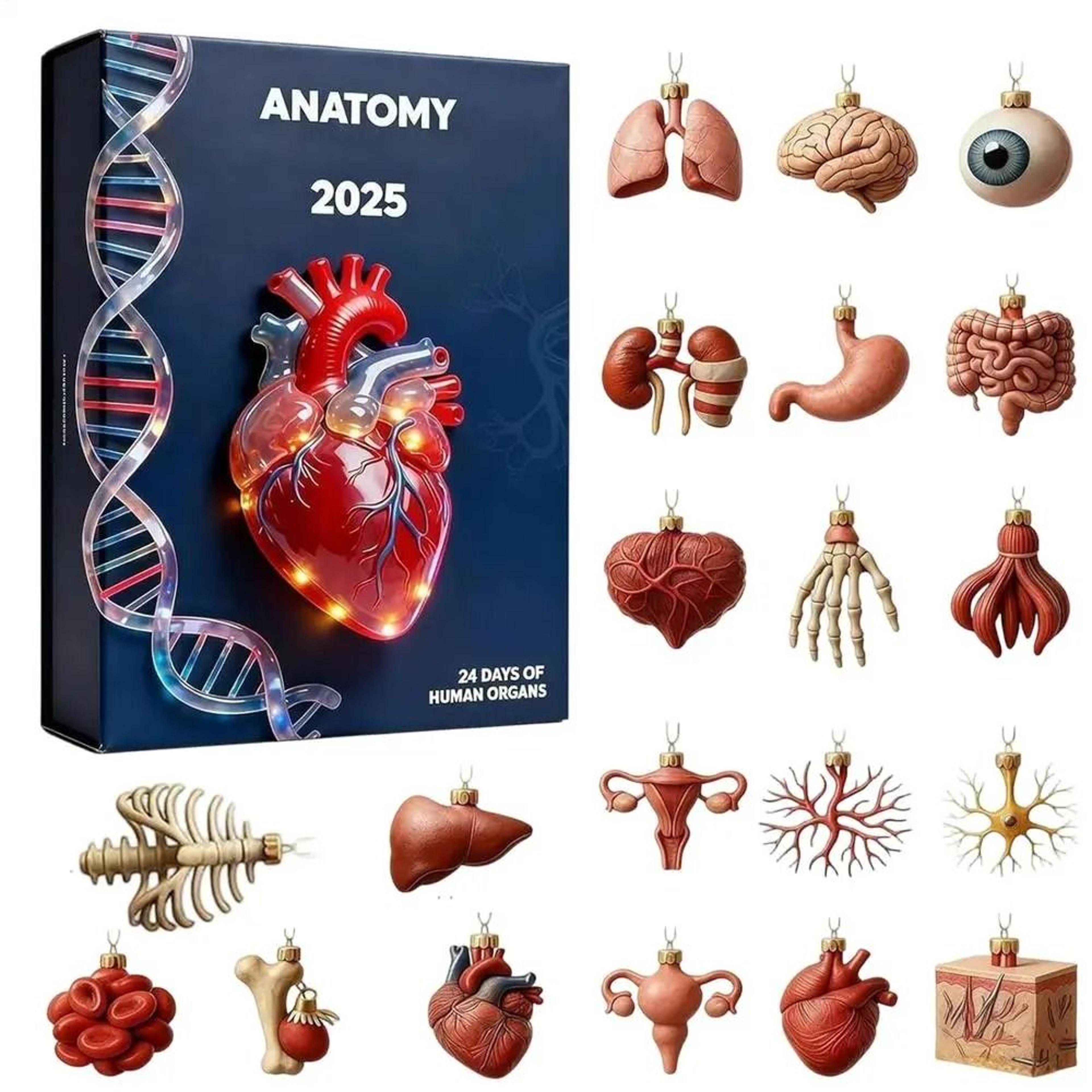 Anatomy Theme Advent Calendar 6