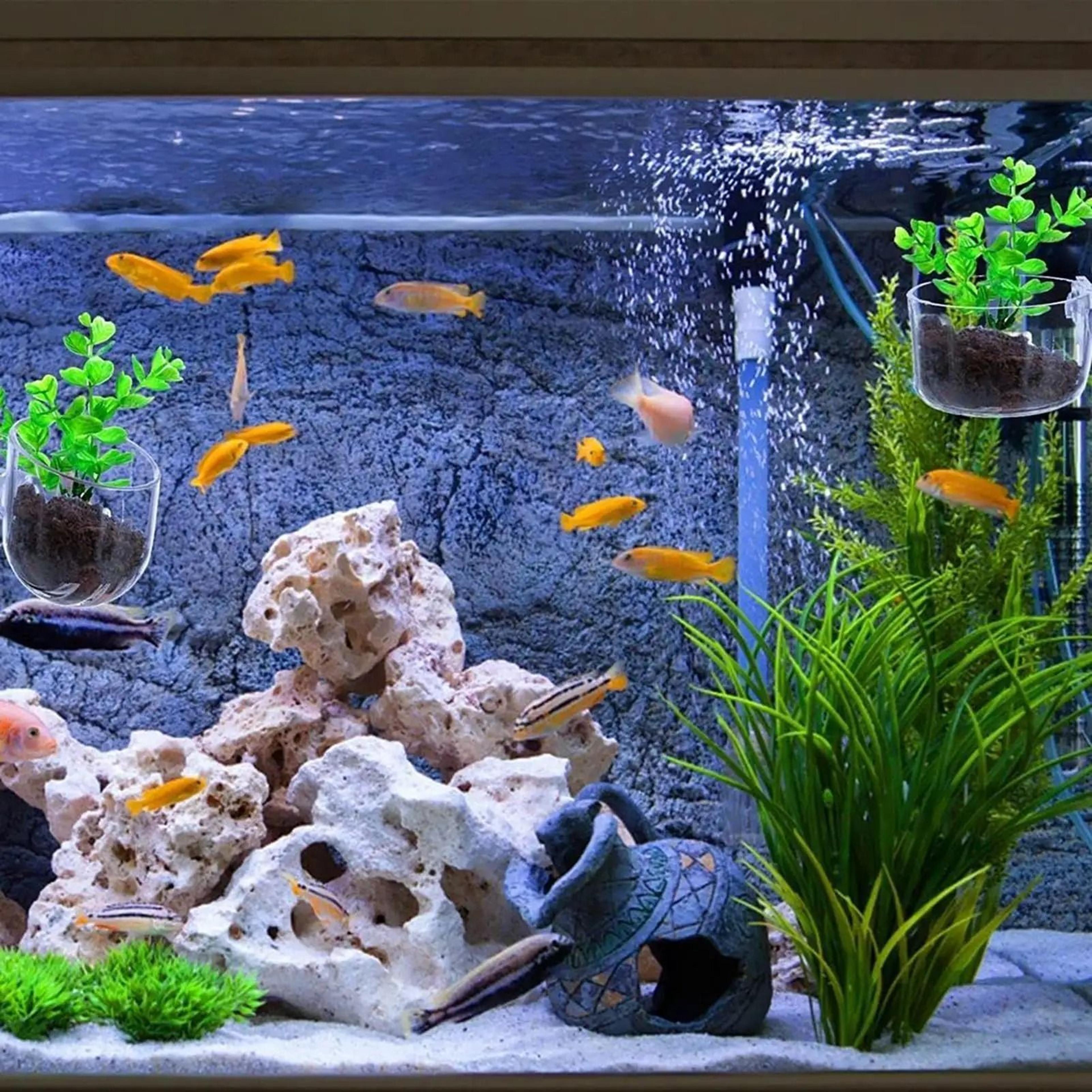 Acrylic Aquarium Plant Cup With Suction Holder 3