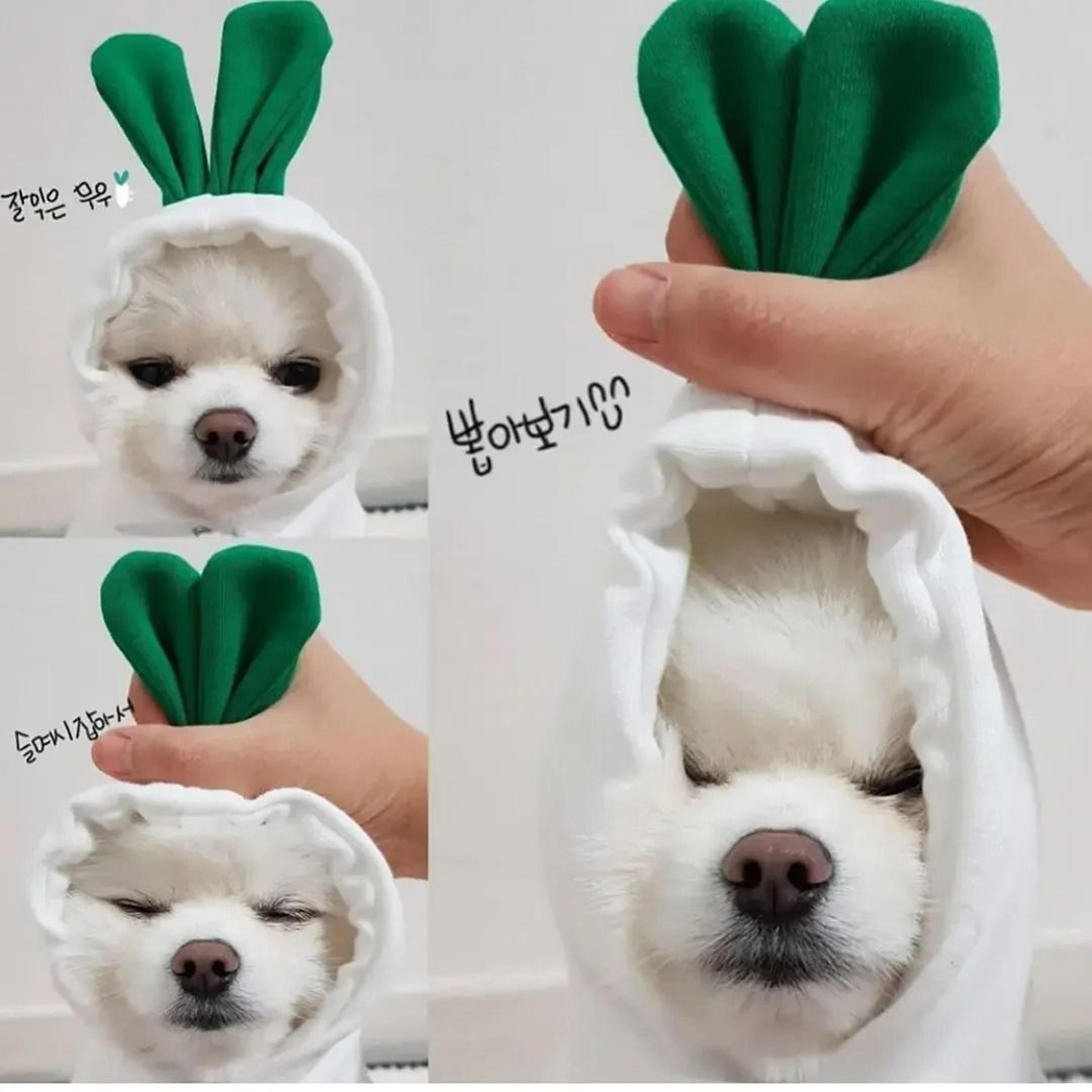 Plush Cartoon Fruit Pet Winter Fleece 12