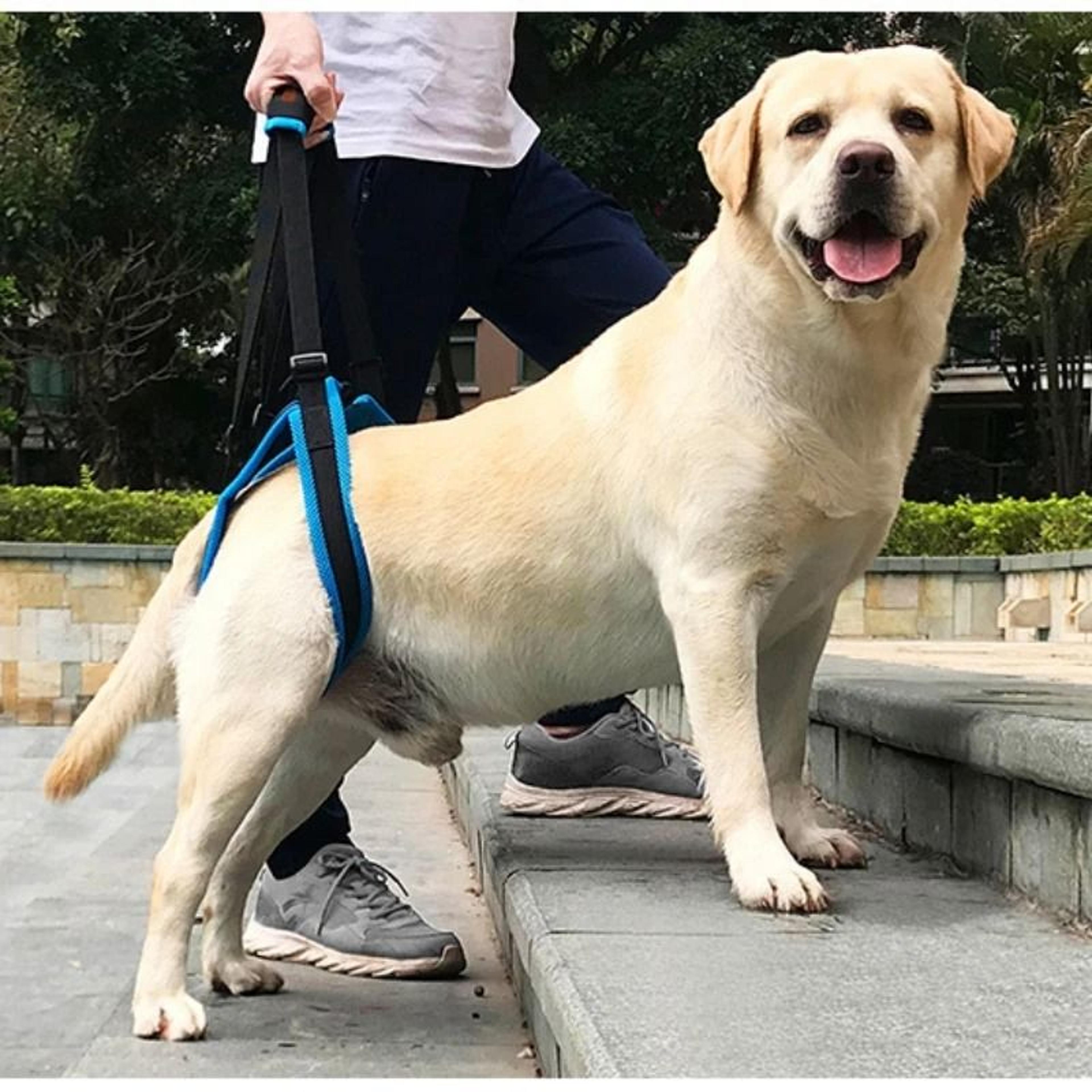Adjustable Assist Dog Lift Harness 1