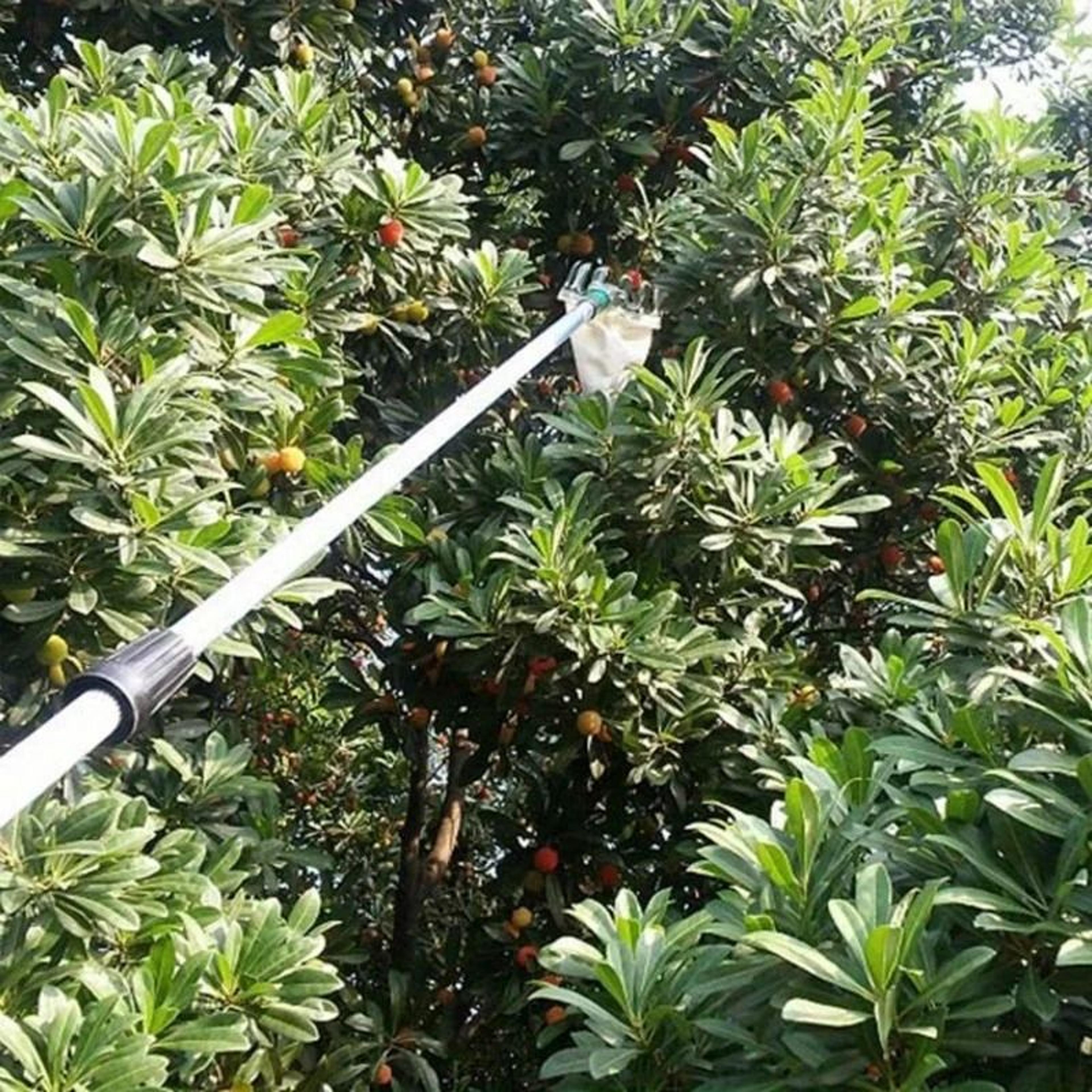 Convenient High Altitude Fruit Picker Device 1