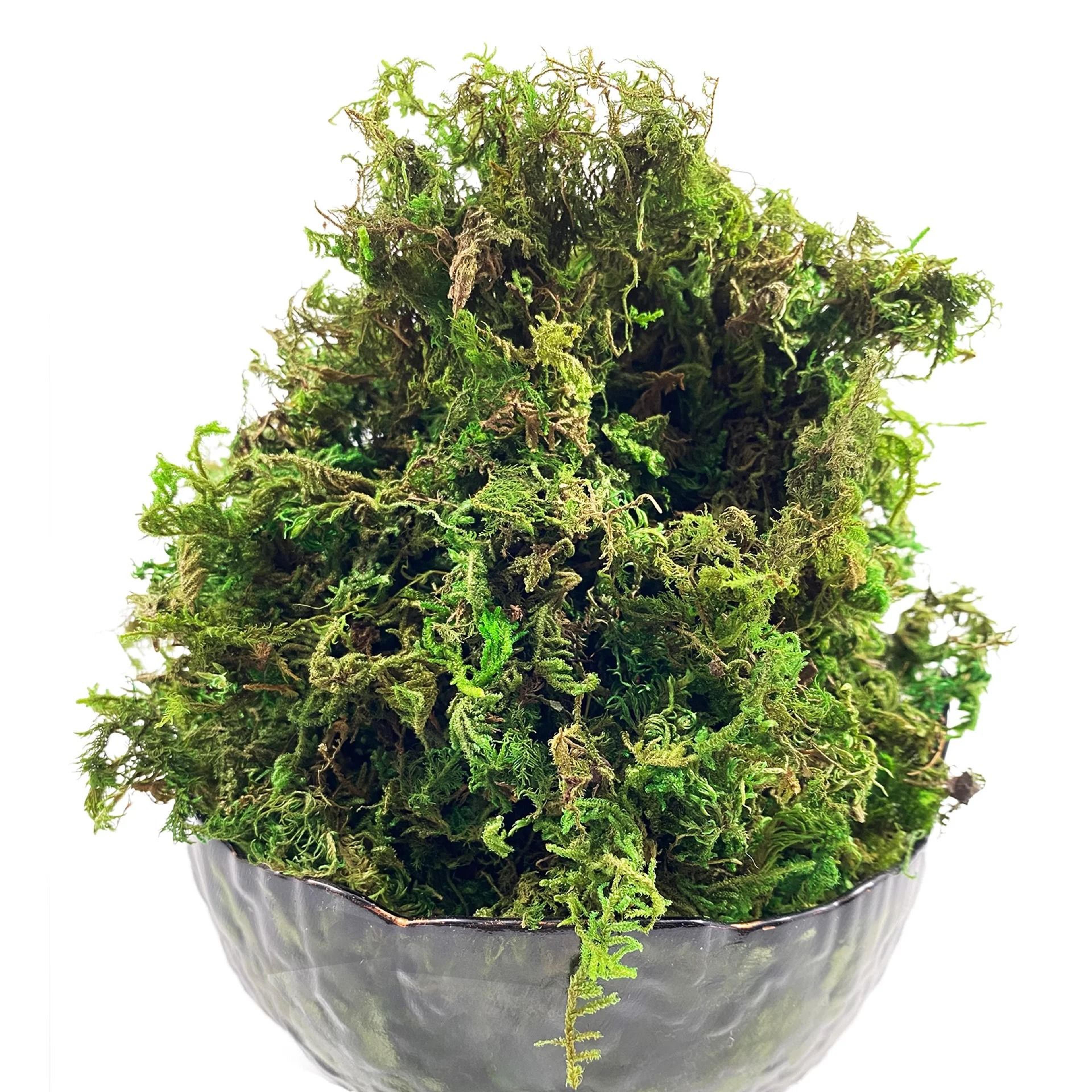 Botanical Architectural Simulated Evergreen Forest Moss 3
