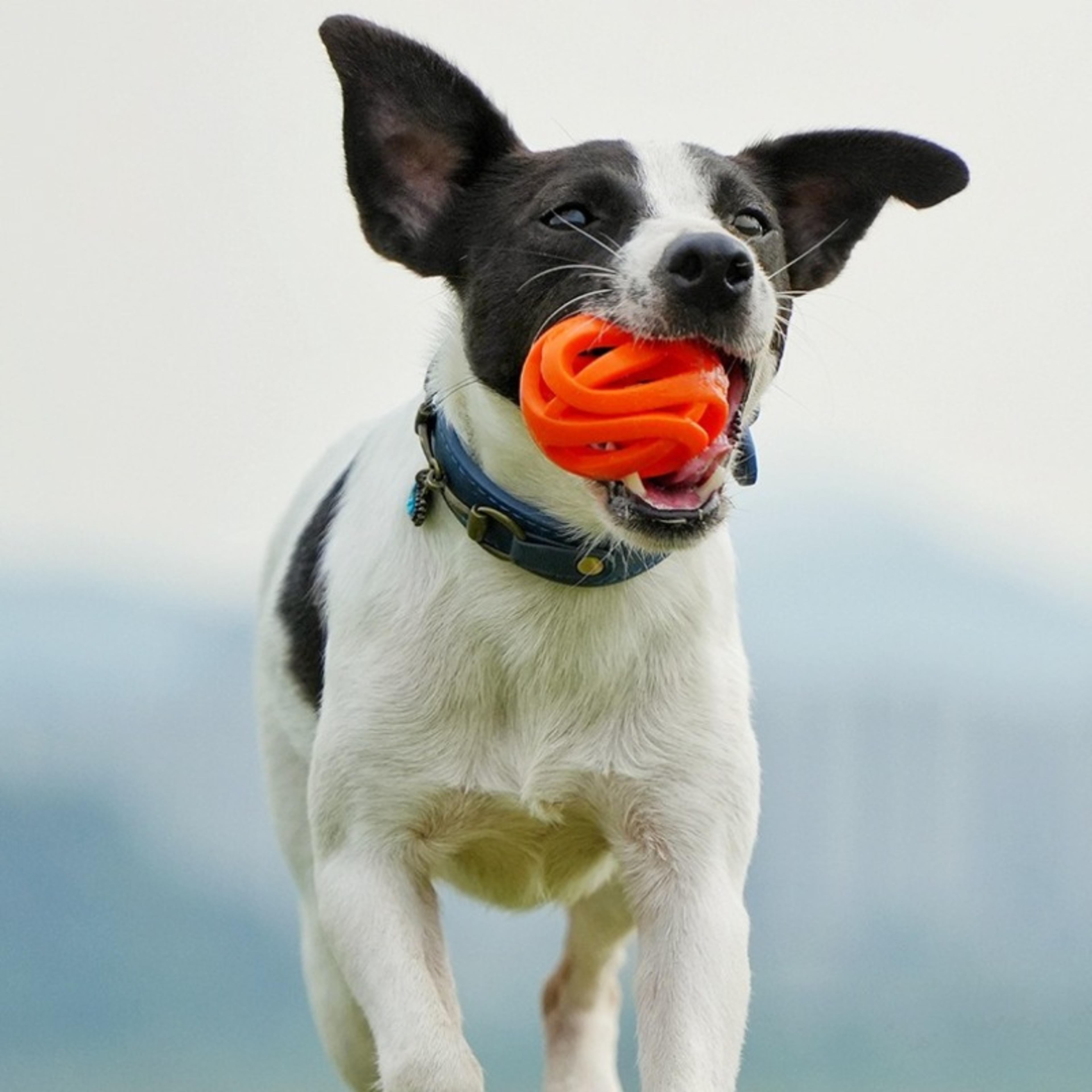 durable rubber dog chew ball for interactive play and training